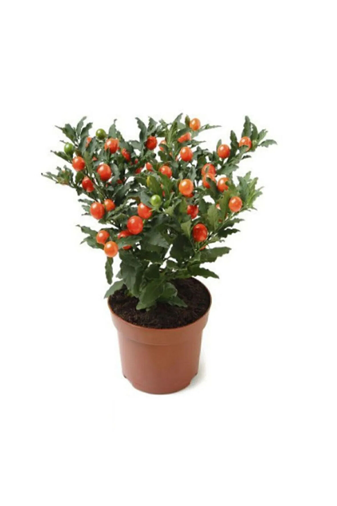Cherry Saksılık Domates Tohumu 10 Adet Tohum
