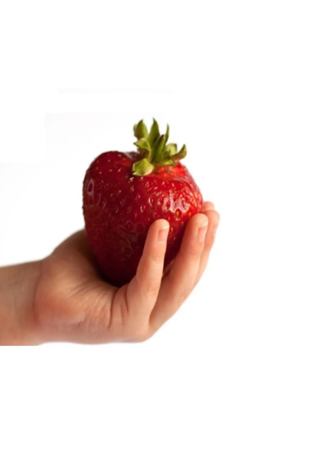 Ithal Nadir Dev Çilek Tohumu 10 Adet Tohum Giant Çilek