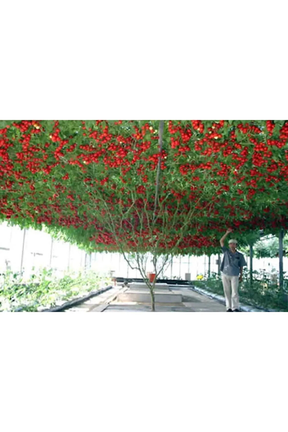 Eko Paket 35 Adet Tohum Italyan Domates Ağacı Tohumu