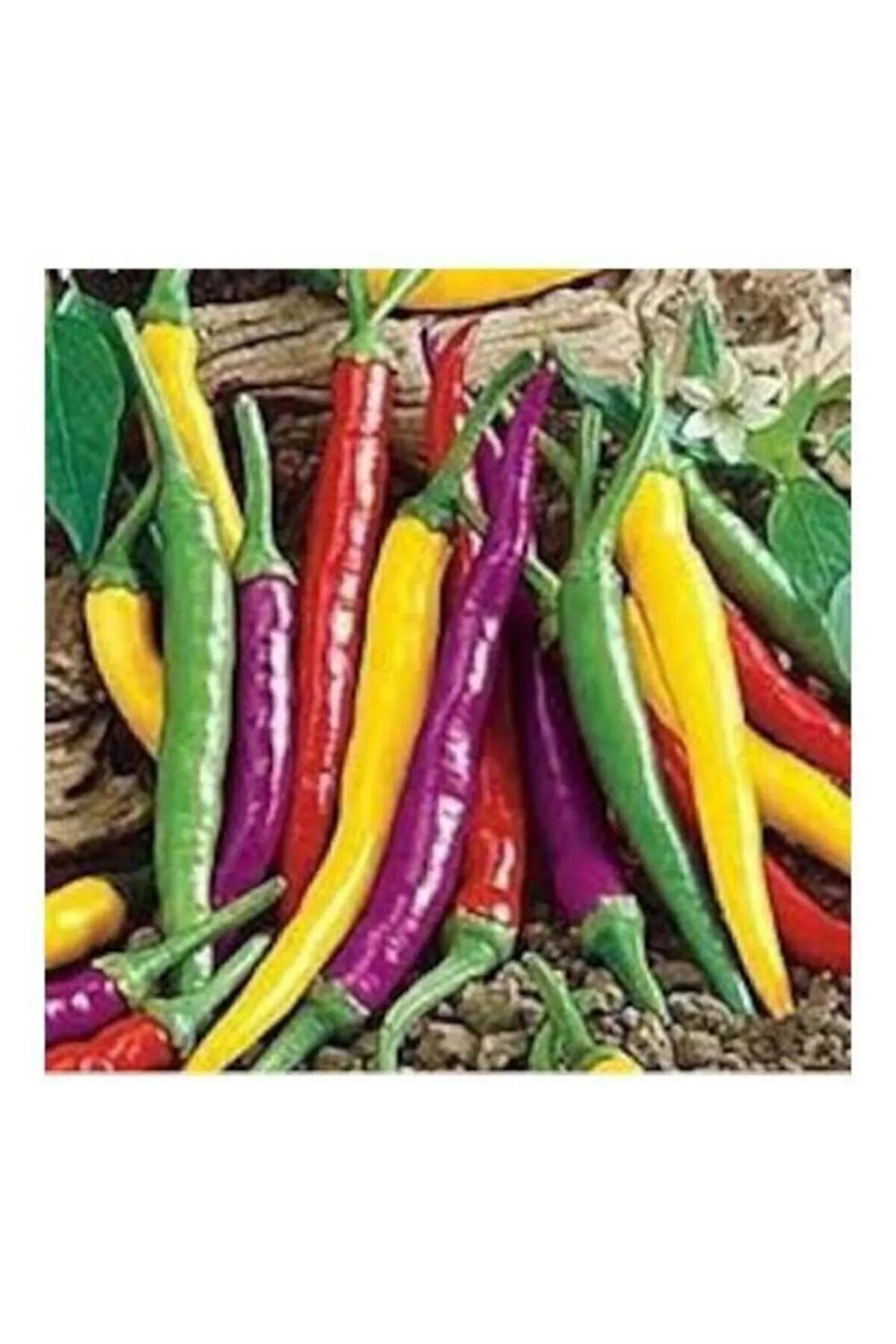 Rengarenk Ceyenne Renkli Acı Biber Tohumu 5 Tohum