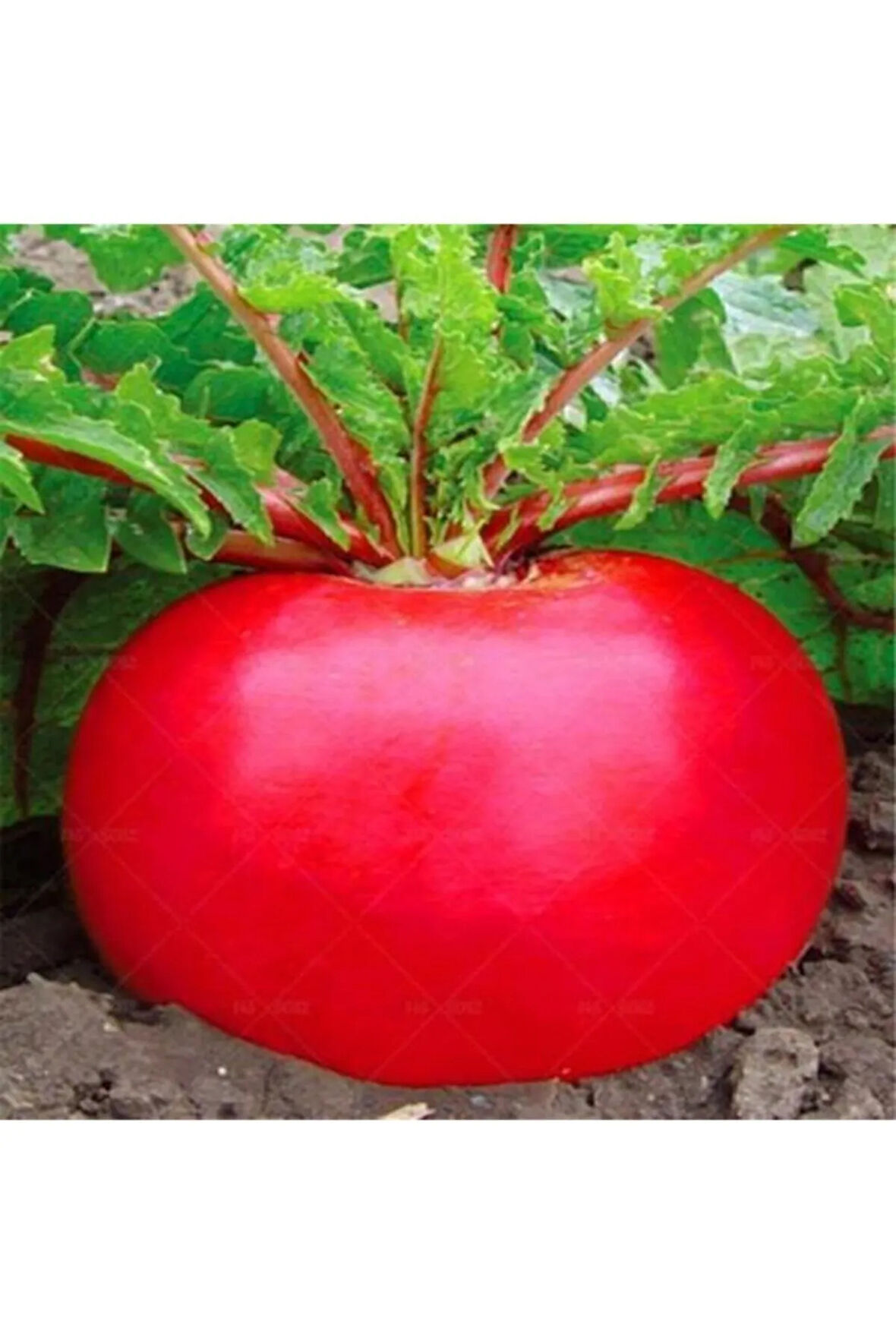 Nadir Ithal Endonezya Dev Turp Tohumu 20 Adet Tohum