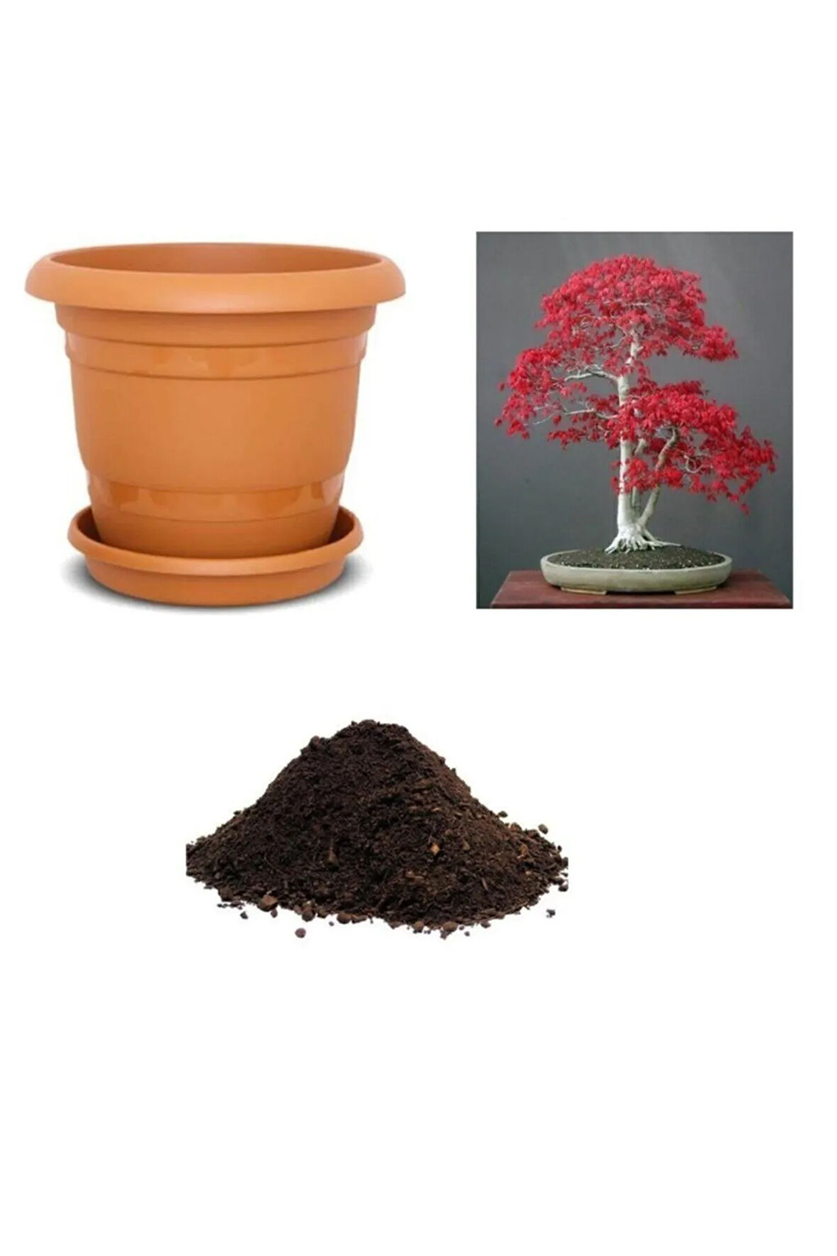 Ithal Acer Rubrum Bonzai Ağacı Tohumu Ekim Seti