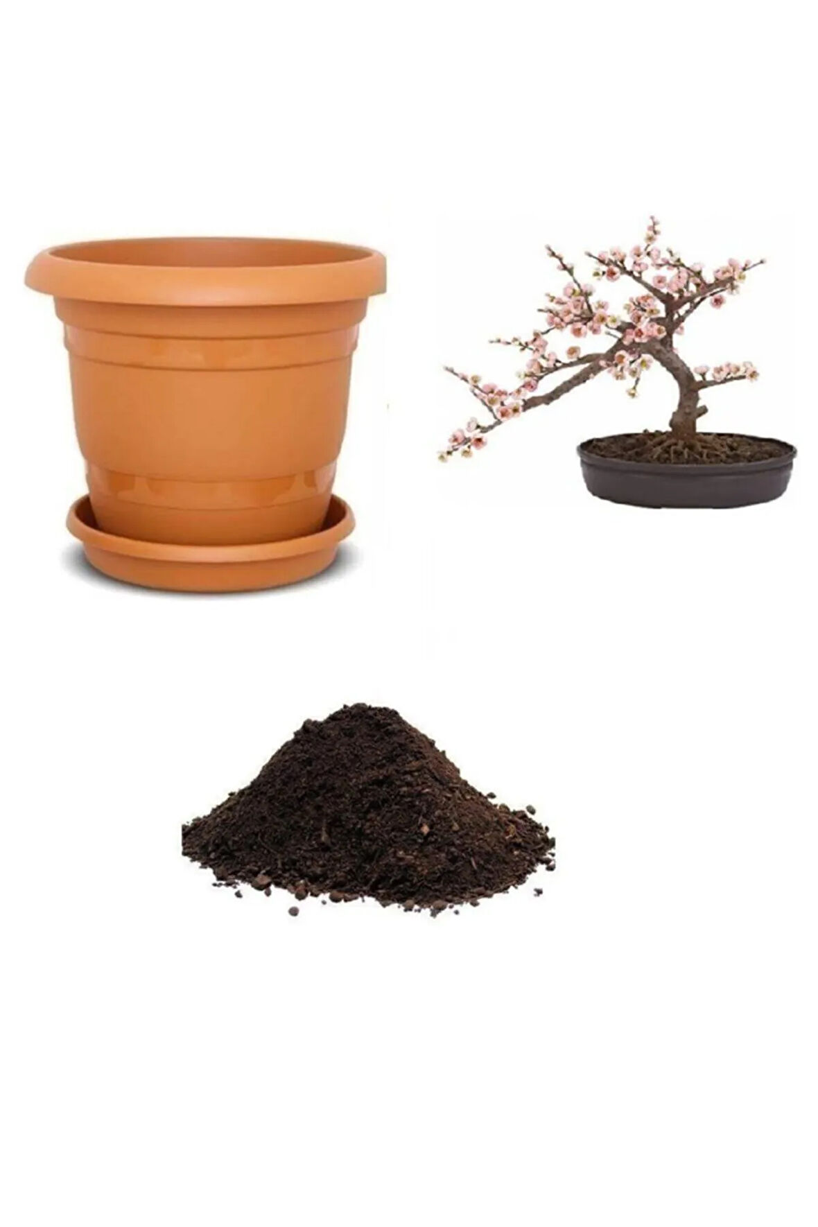Ithal Cherry Blossom Bonzai Ağacı Tohumu Ekim Seti