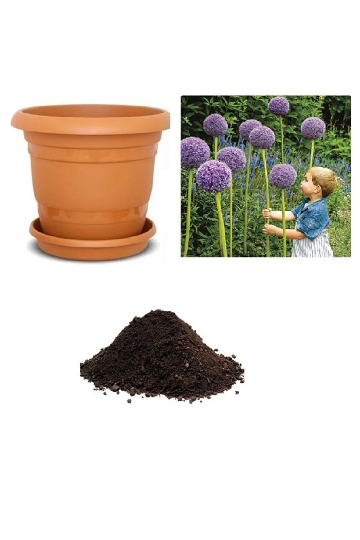 Dev Allium Tohumu Ekim Seti