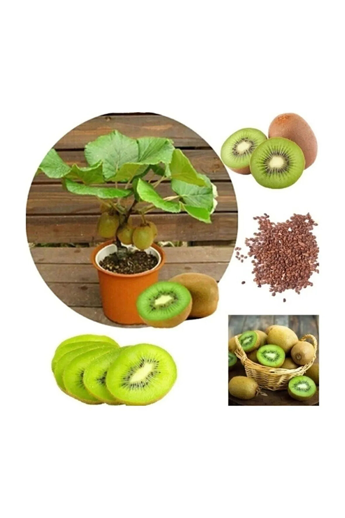 Kivi Bonzai Ağacı Tohumu 5 Adet Bonsai Ağacı Tohumu