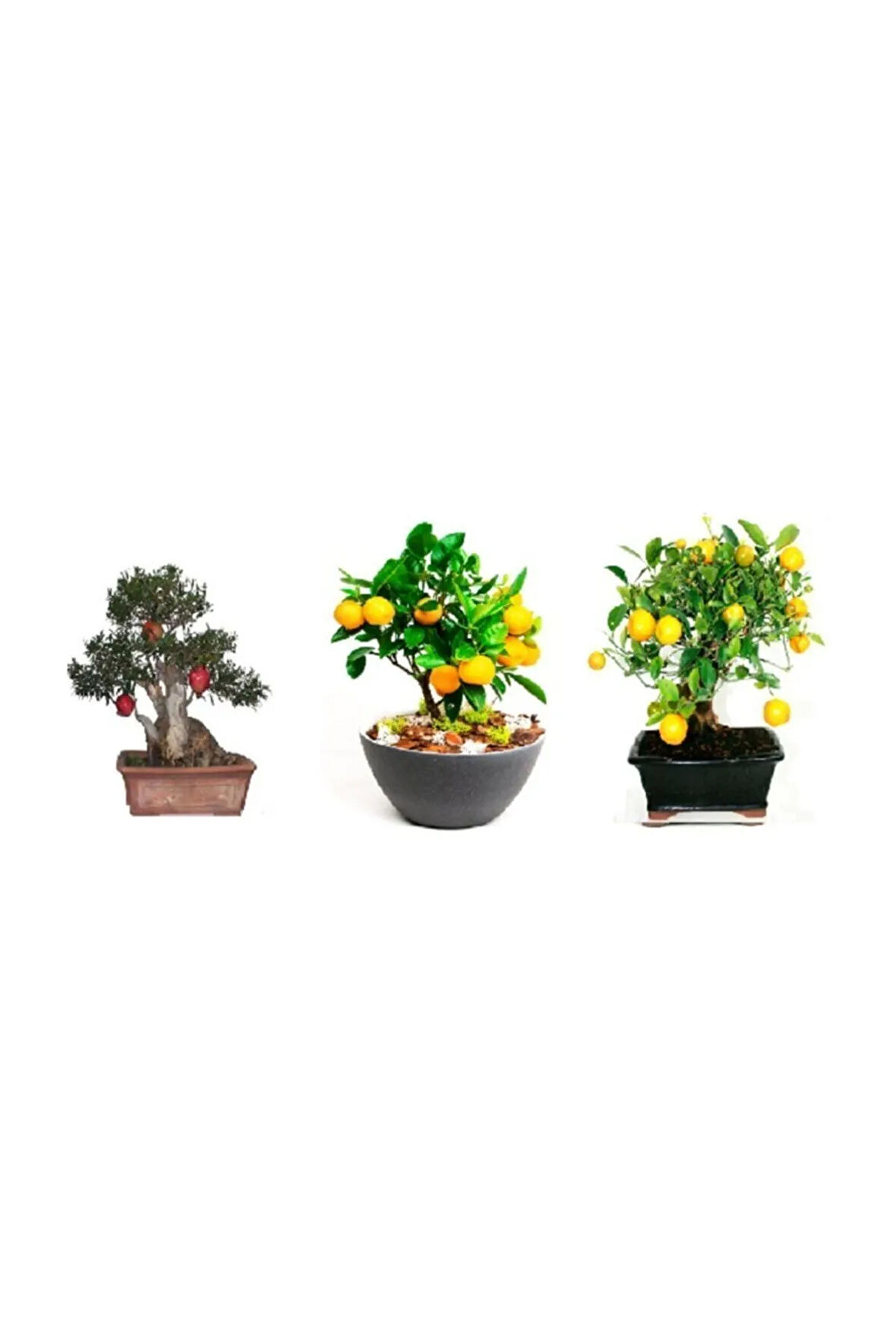 3'lü Bonsai Ağacı Ekim Kayısı Portakal Nar Bonzai Ağacı Tohumu Kombin