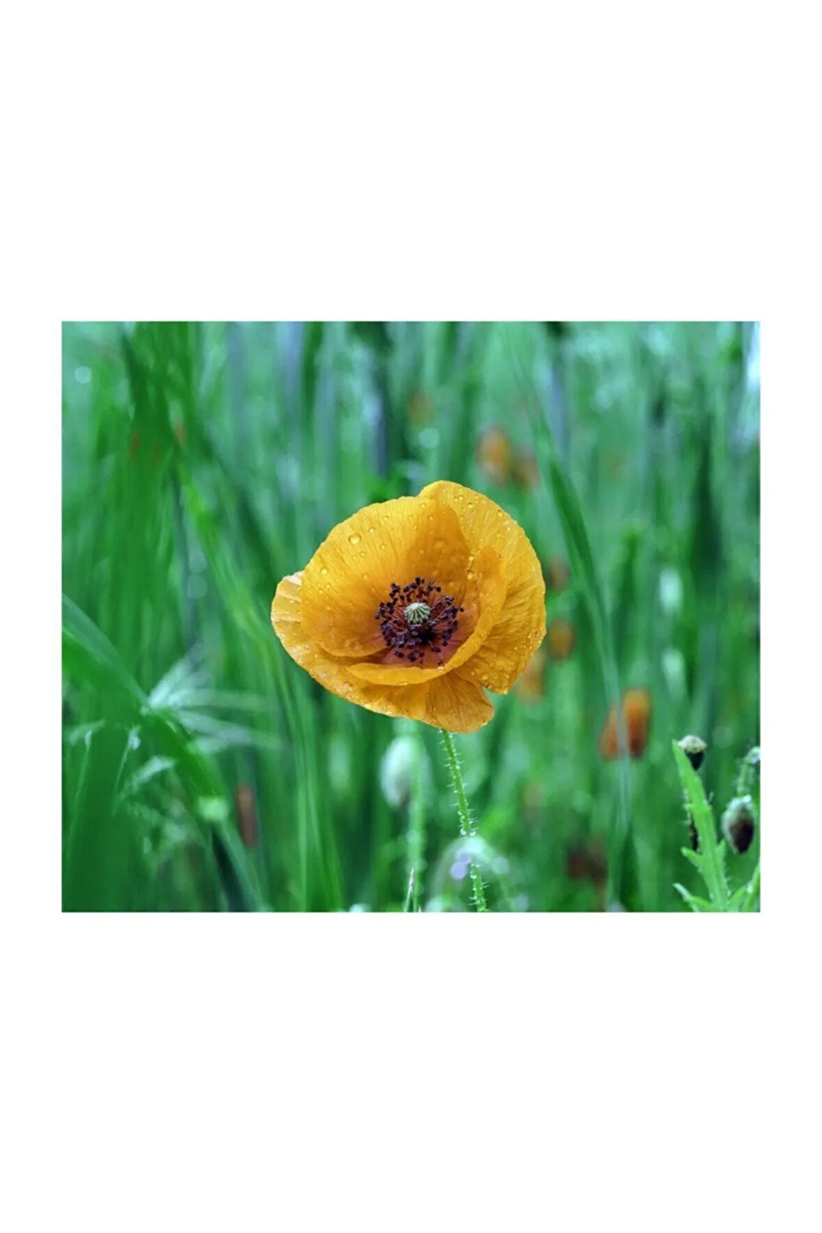 Sarı Gelincik Çiçeği Tohumu 25 Adet Tohum Çiçek Tohumu