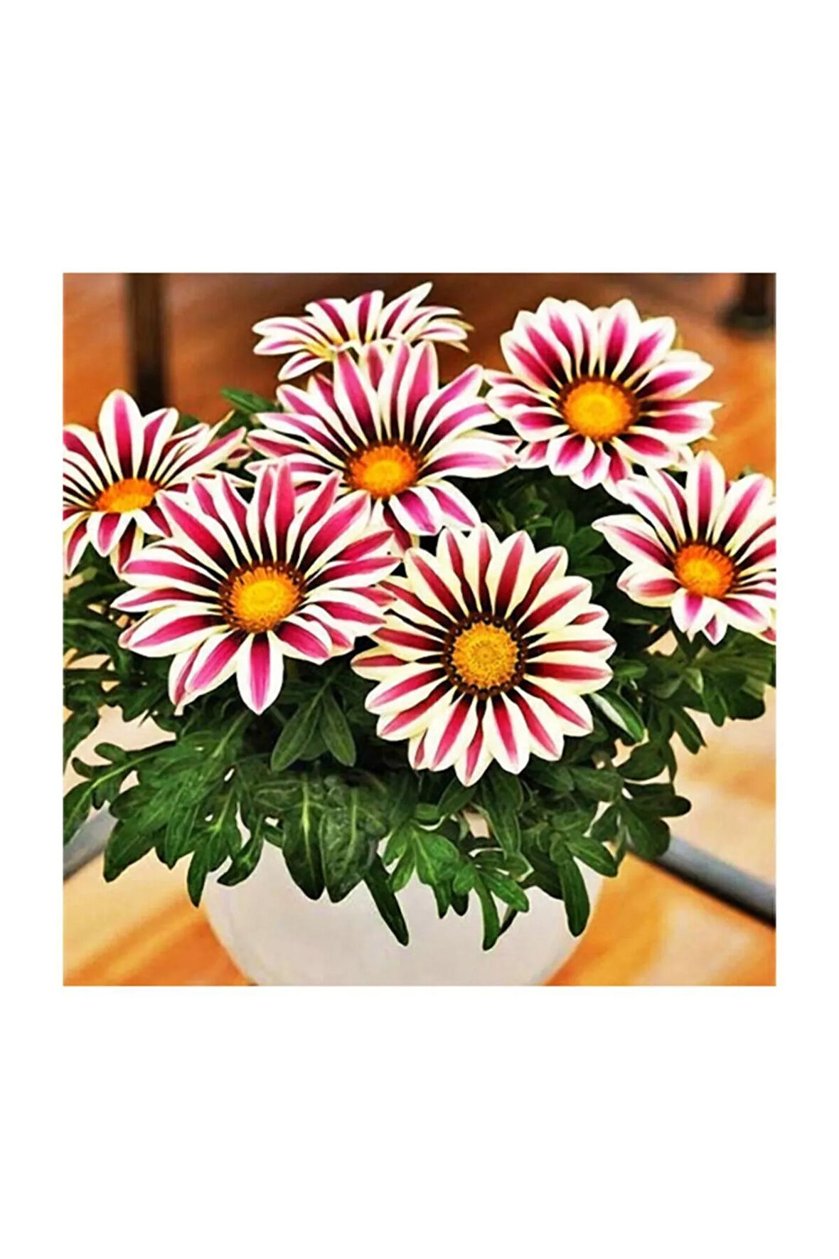 Gazanya Çiçeği Tohumu 5 Adet Tohum Çiçek Tohumu