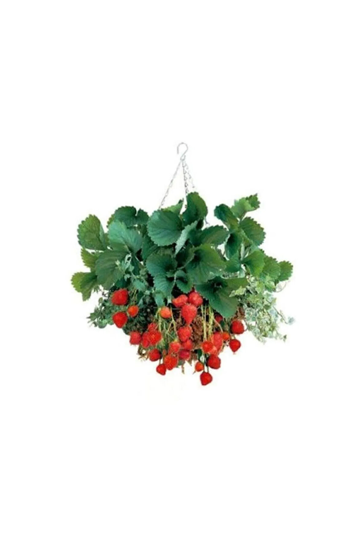 4 Mevsim Yediveren Çilek Tohumu Ekim Seti Saksı Toprak 10 Adet Tohum Kombin