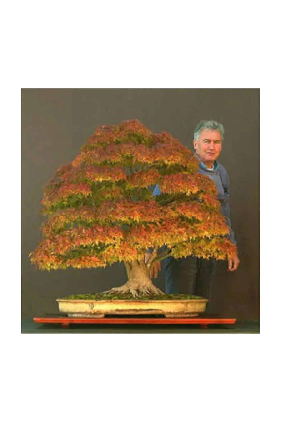 Bodur Çınar Bonzai Ağacı Tohumu 5 Adet Bonsai Ağacı Tohumu