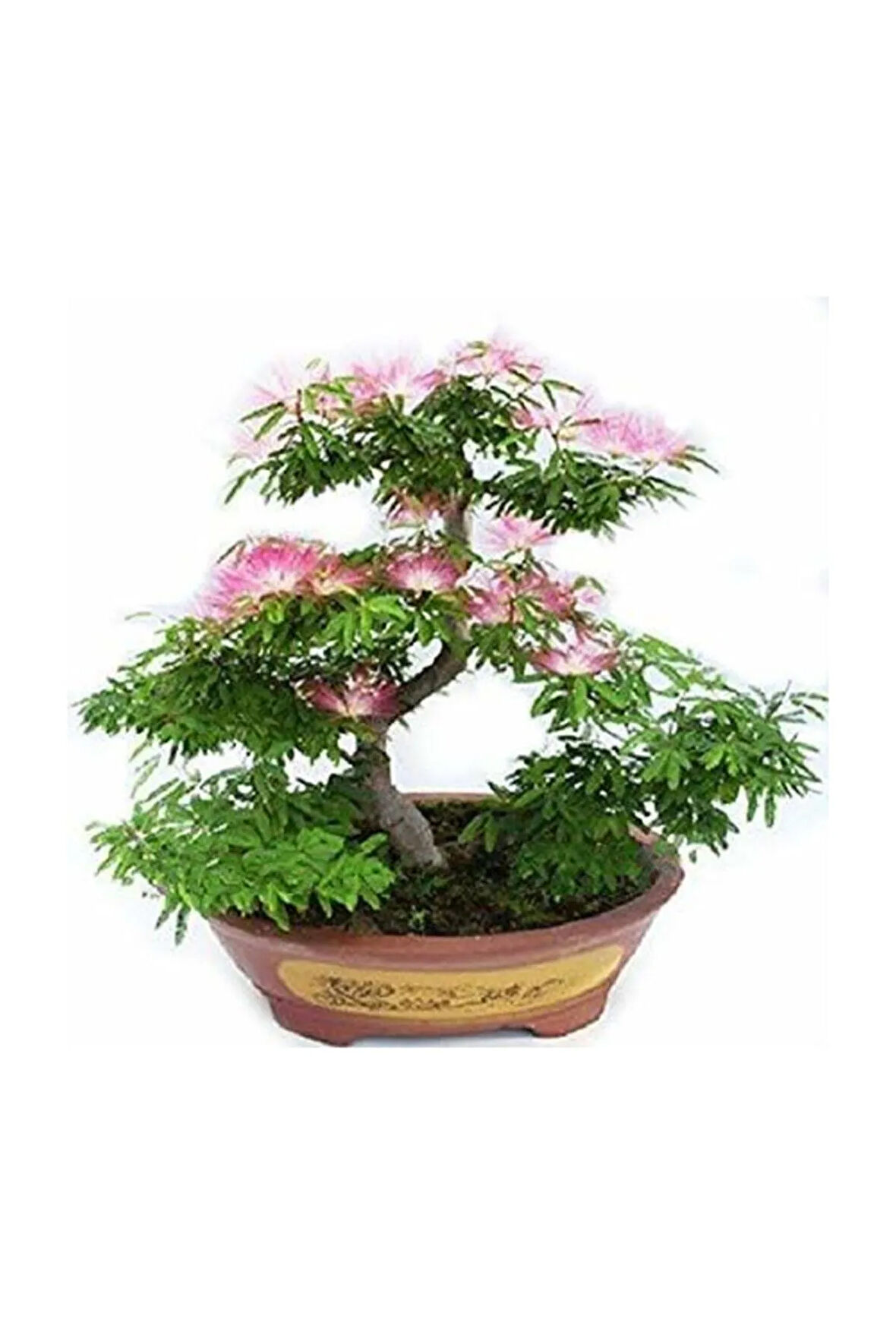 Gülibrişim Bonzai Ağacı Tohumu 5 Adet Bonsai Ağacı Tohumu