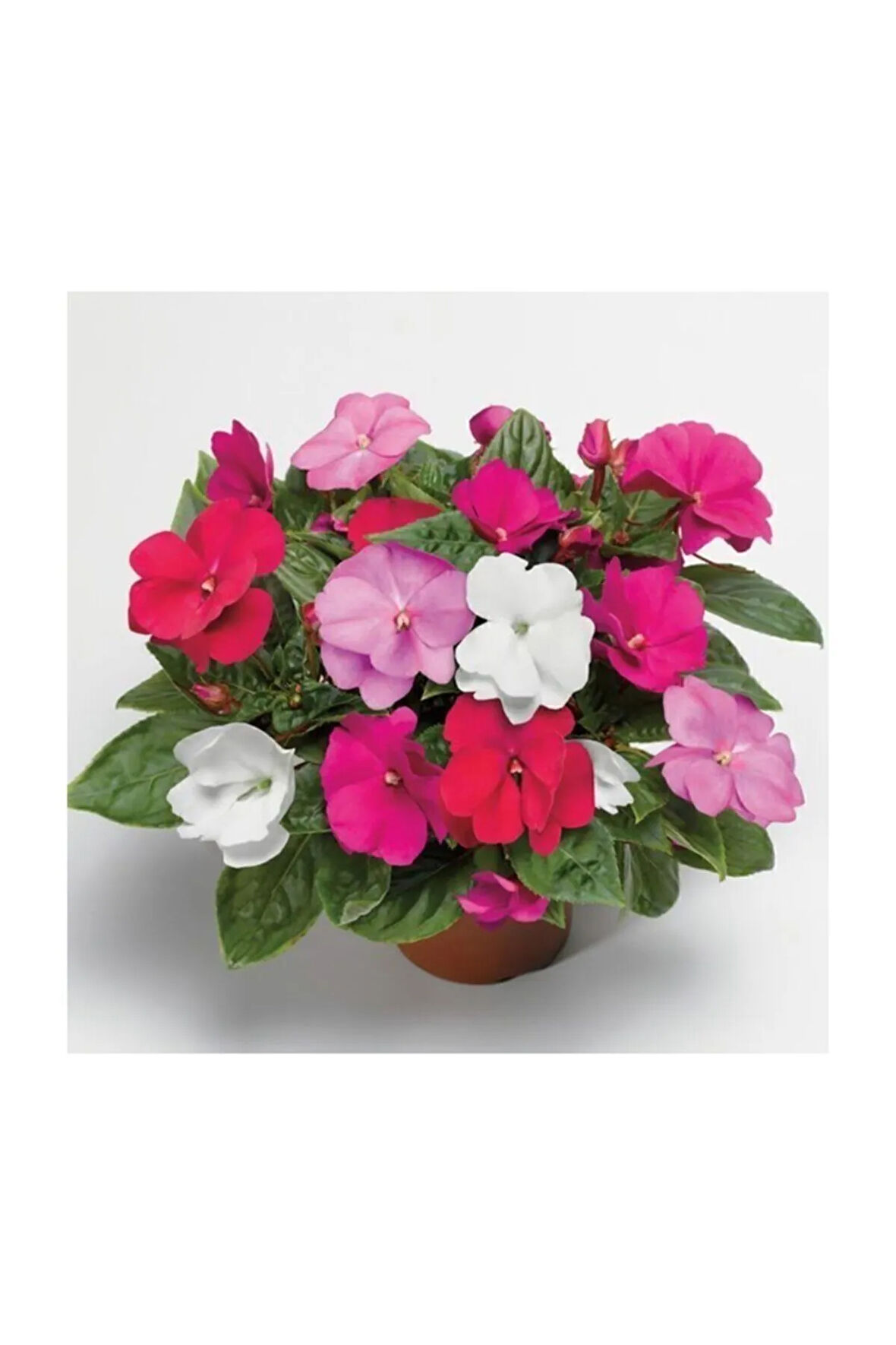 Vinca Çiçeği Ekim Seti Saksı Toprak 5 Adet Tohum Kombin