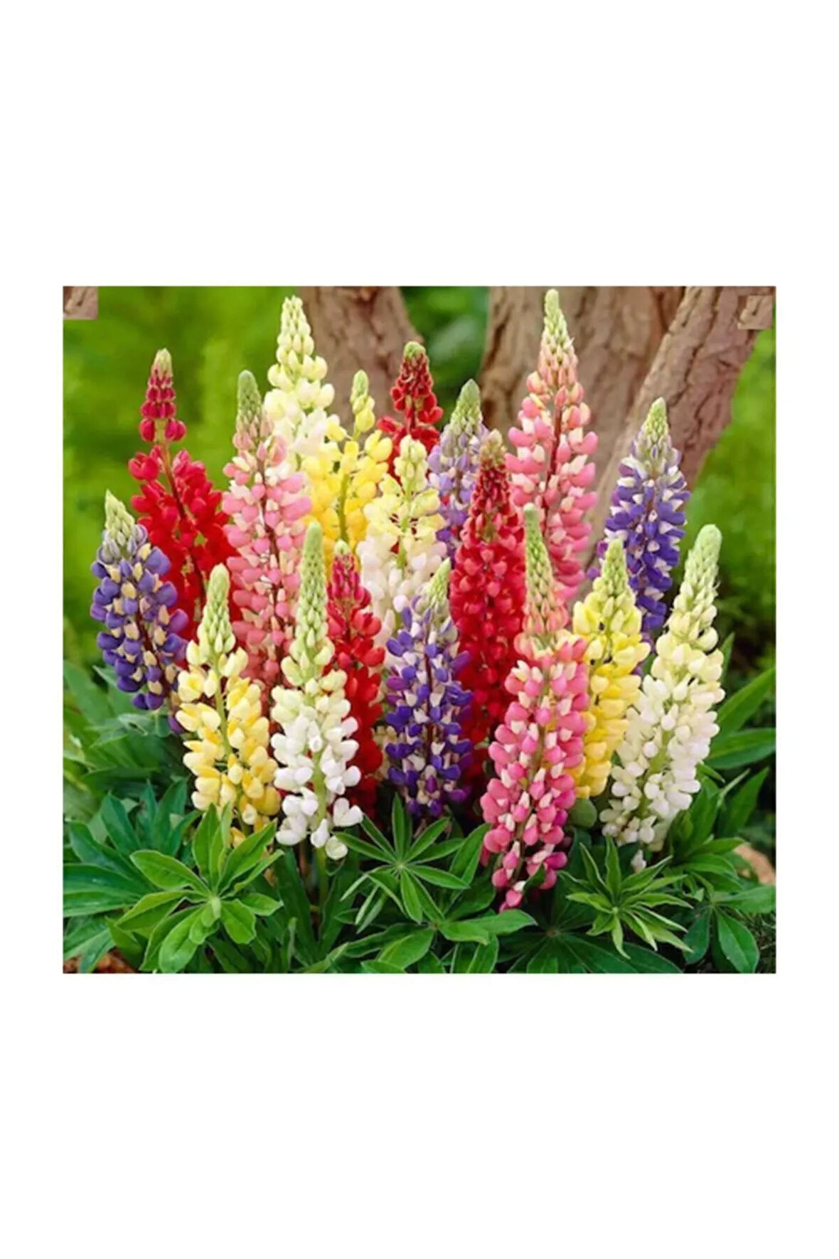 Karışık Lupino Çiçeği Tohumu 5 Adet Tohum Çiçek Tohumu