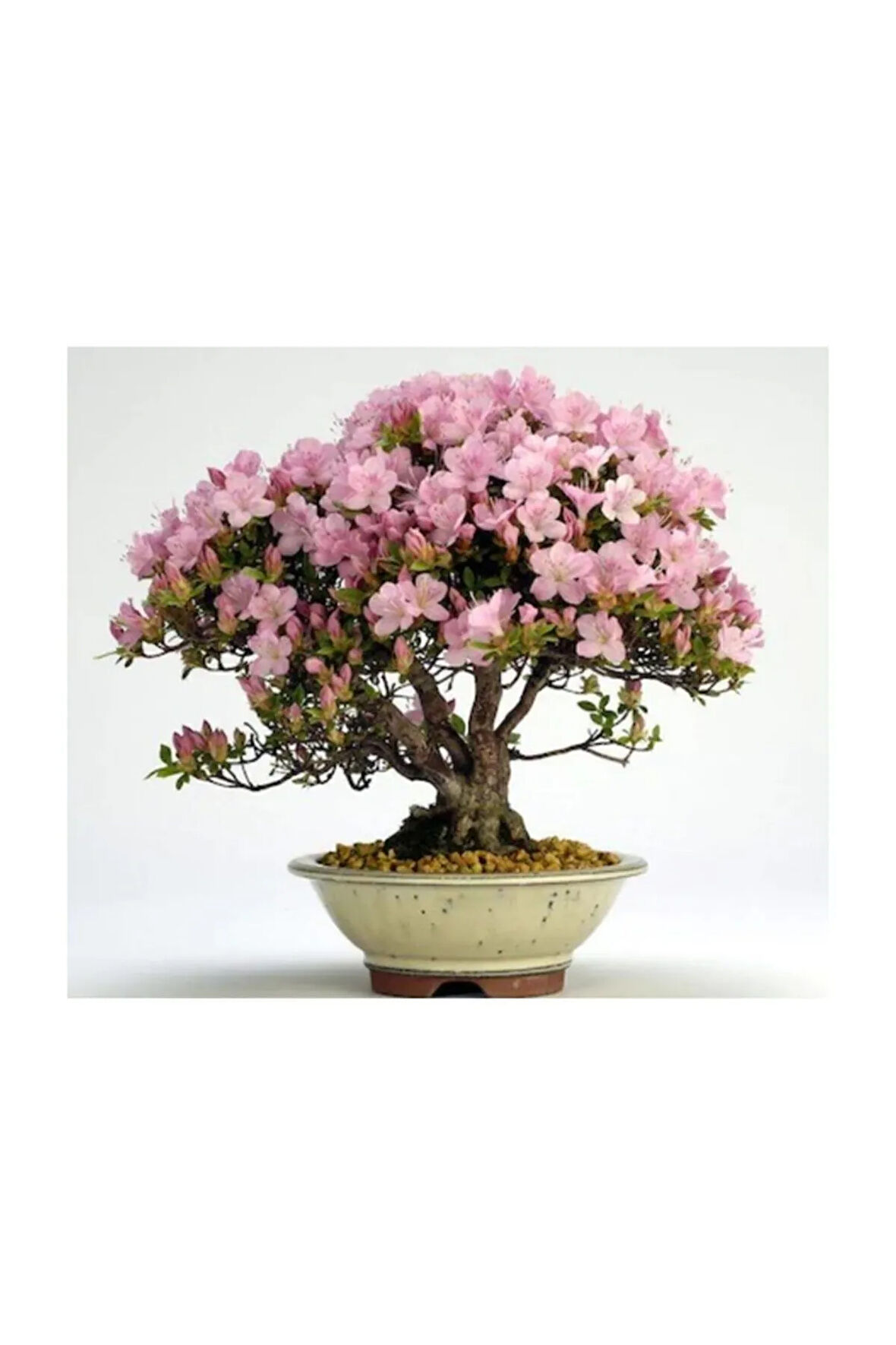 Pembe Zakkum Bonzai Ağacı Tohumu 5 Adet Bonsai Ağacı Tohumu