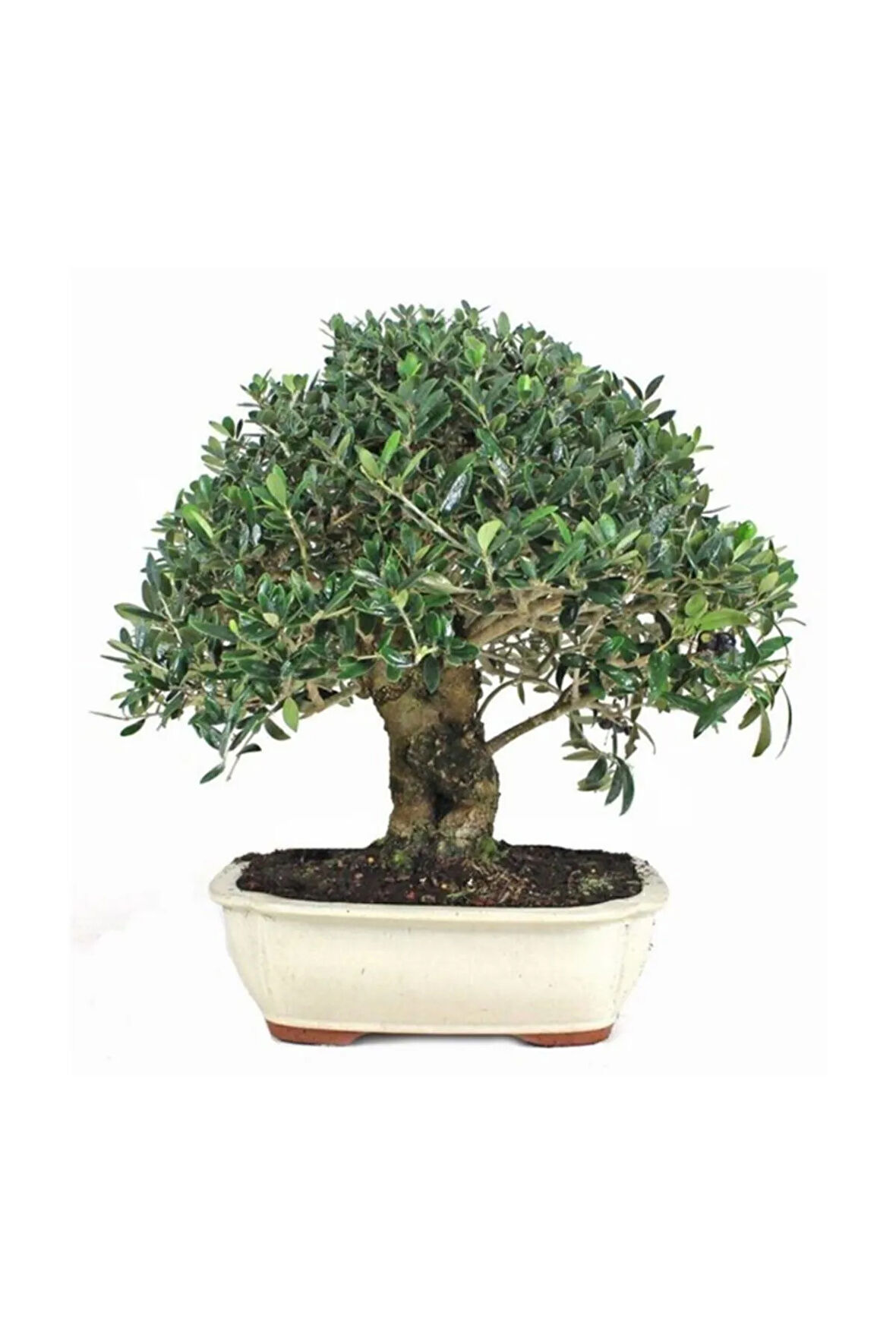 Bodur Defne Bonzai Ağacı Tohumu 3 Adet Bonsai Ağacı Tohumu