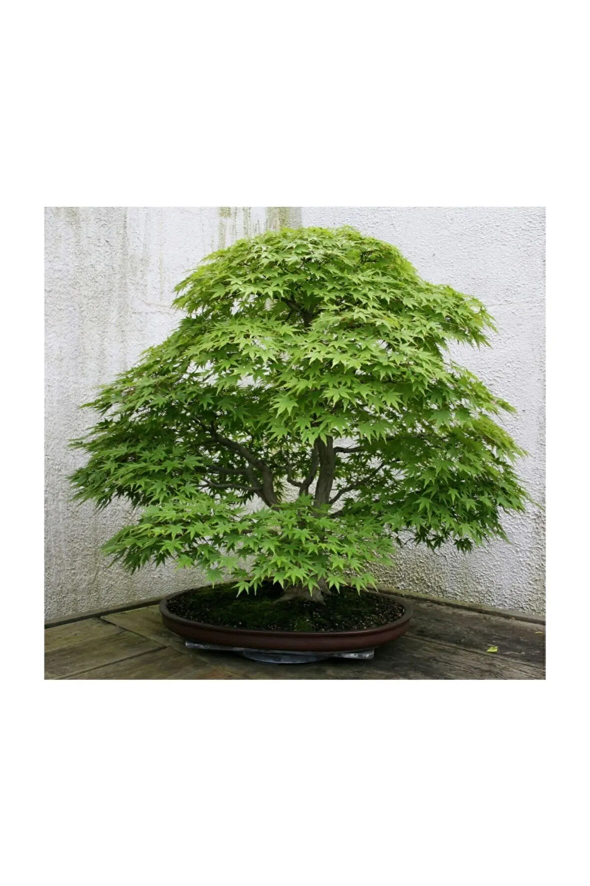 Bodur Japon Redwood Bonzai Ağacı Ekim Seti 5 Adet Tohum Saksı Toprak Kombin