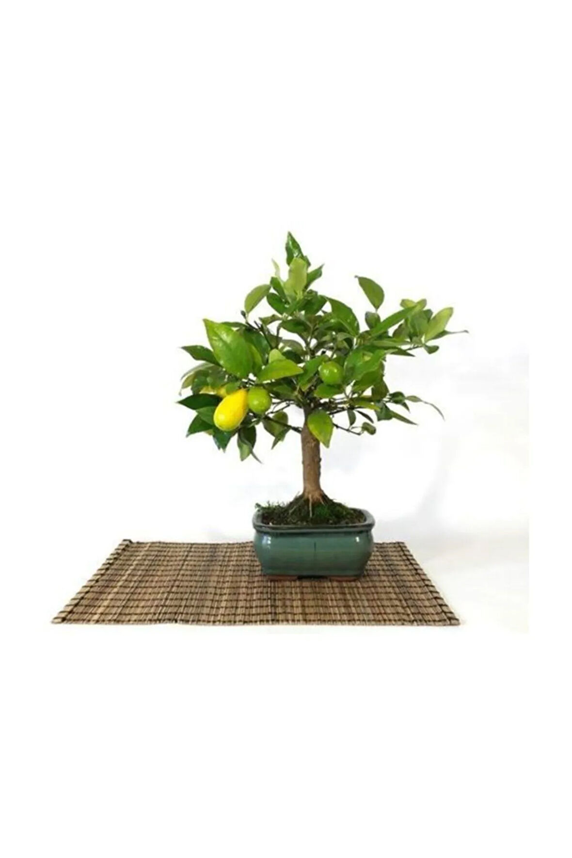 Limon Bonzai Ağacı Tohumu 3 Adet Bonsai Ağacı Tohumu