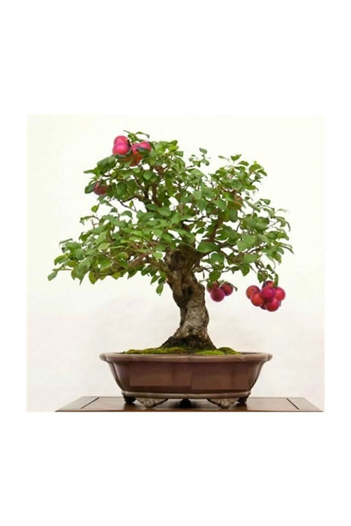 Erik Bonzai Ağacı Ekim Seti 2 Adet Tohum Saksı Toprak Kombin