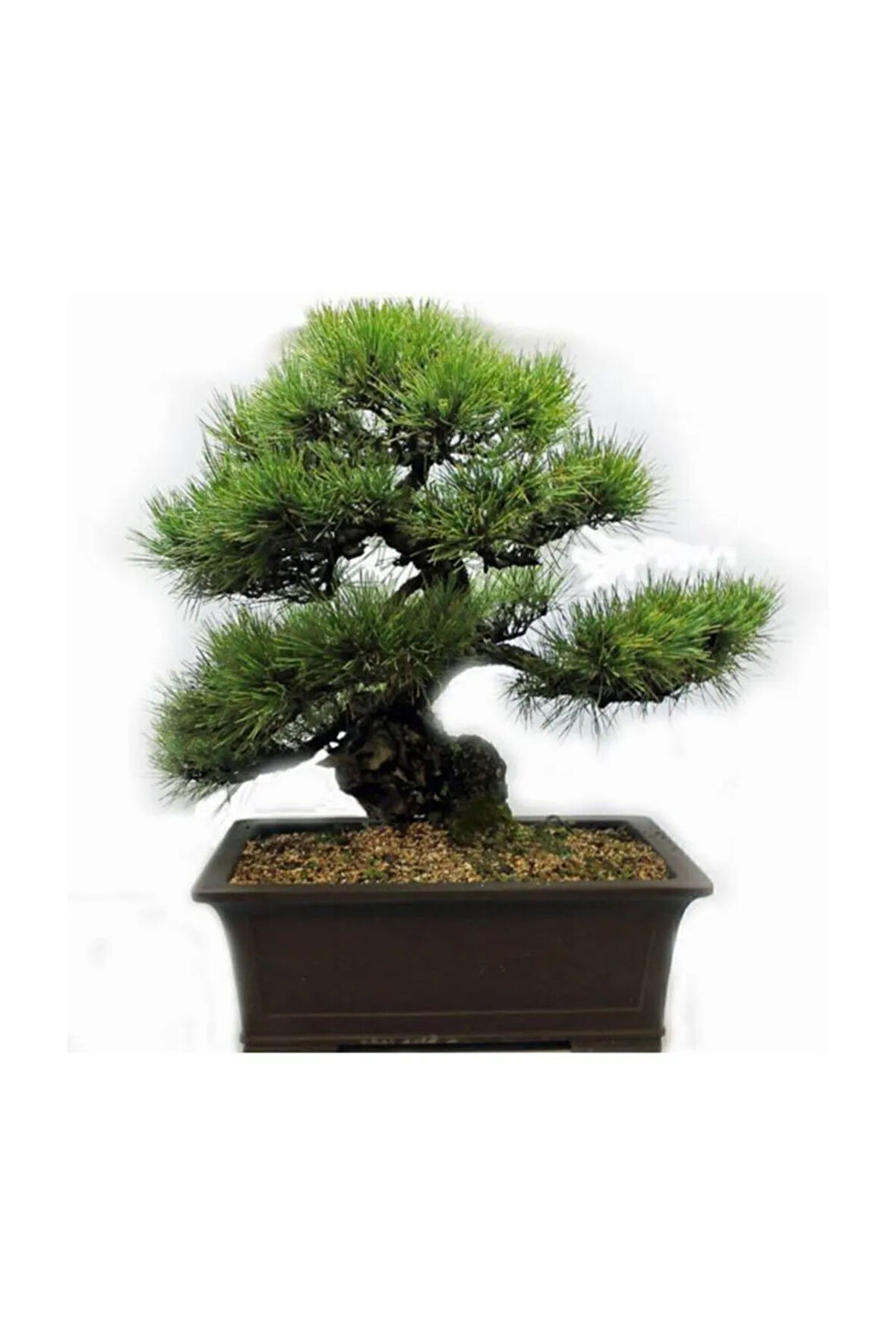Selvi Bonzai Ağacı Tohumu 5 Adet Bonsai Ağacı Tohumu