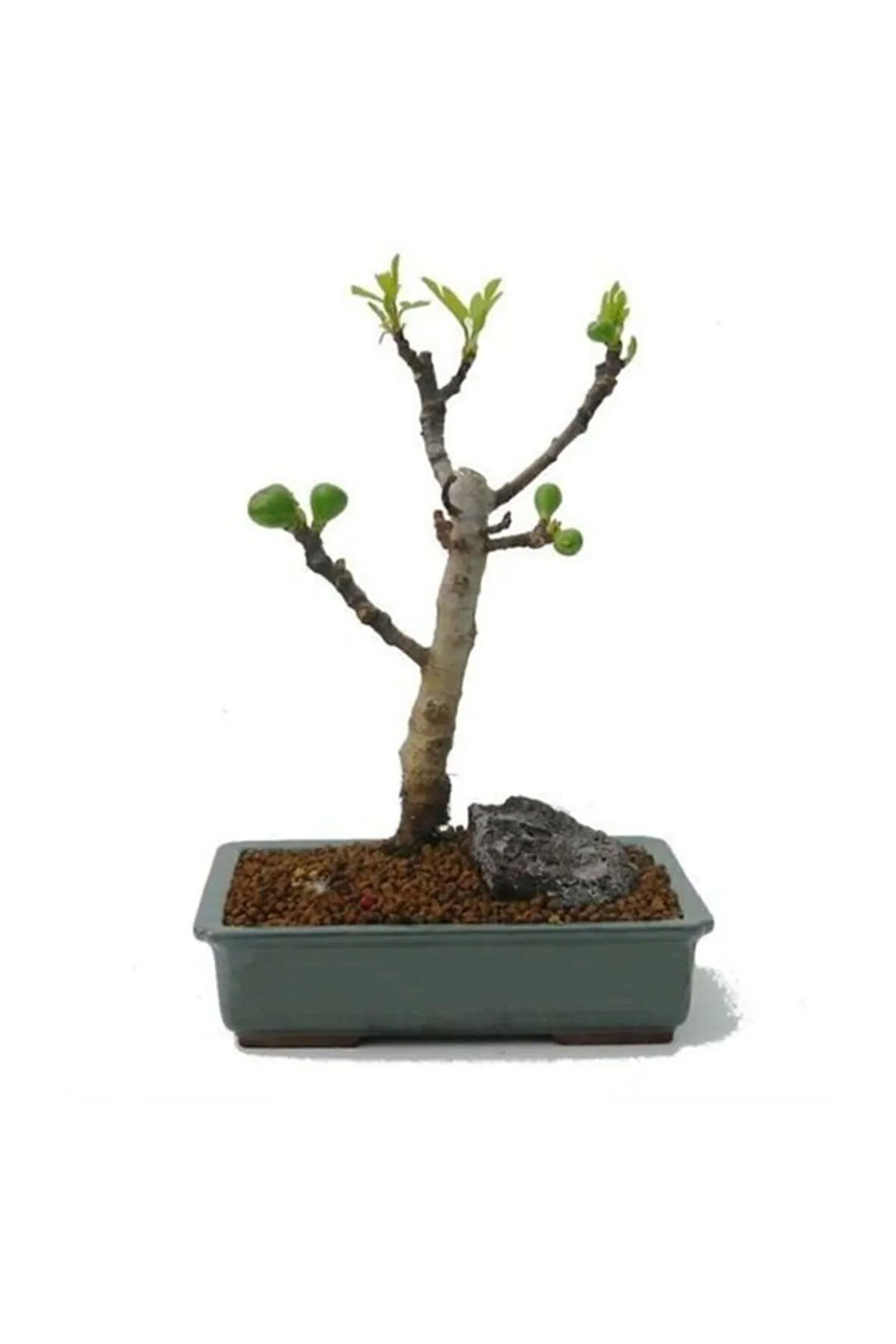 Bodur Siyah Incir Bonzai Ağacı Tohumu 5 Adet Tohum Bonsai Ağacı Tohumu