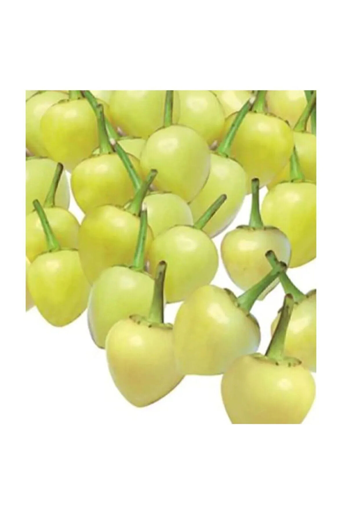 Acı Turşuluk Fındık Biber Tohumu 25 Adet Tohum Biberiye