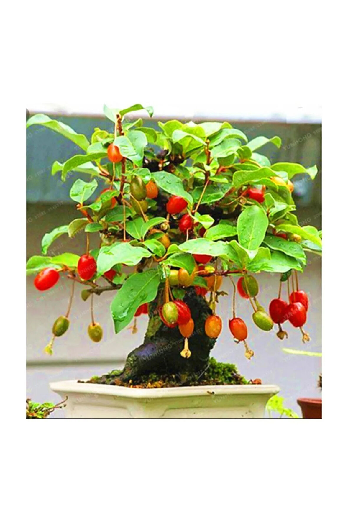 Bodur Kızılcık Bonzai Ağacı Tohumu 5 Adet Bonsai Ağacı Tohumu