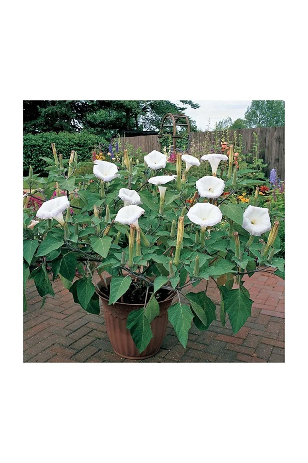Beyaz Angel Trumpet Çiçeği Tohumu 5 Adet Tohum Meleklerin Borusu
