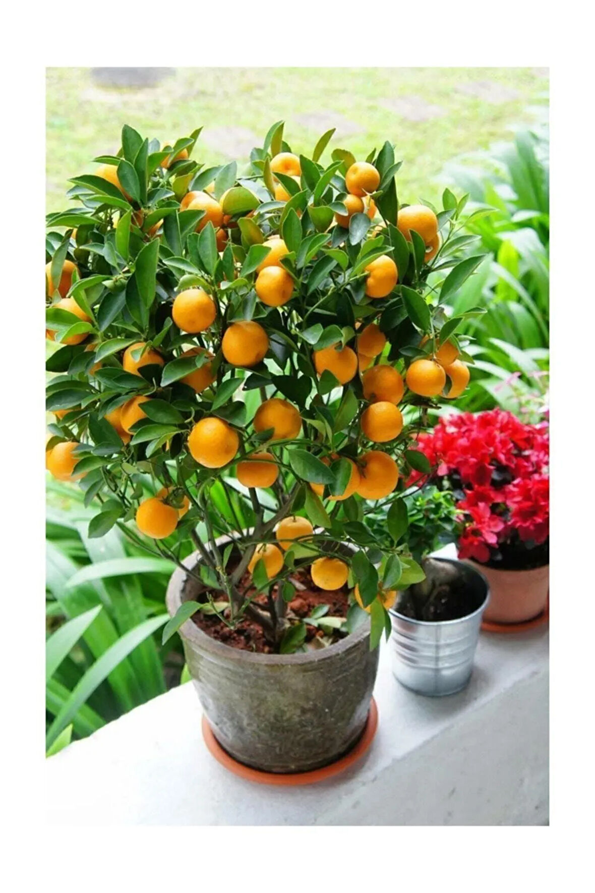 Bodur Kumkuat Tohumu 5 Adet Tohum Kamkat Altın Portakal