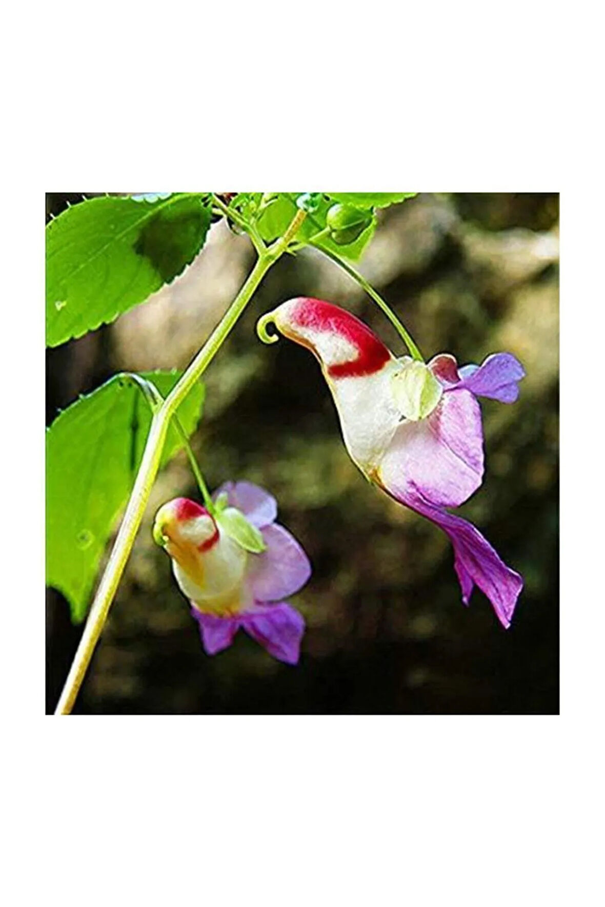 Yeni Zellanda Kuş Orkide Tohumu 5 Adet Tohum