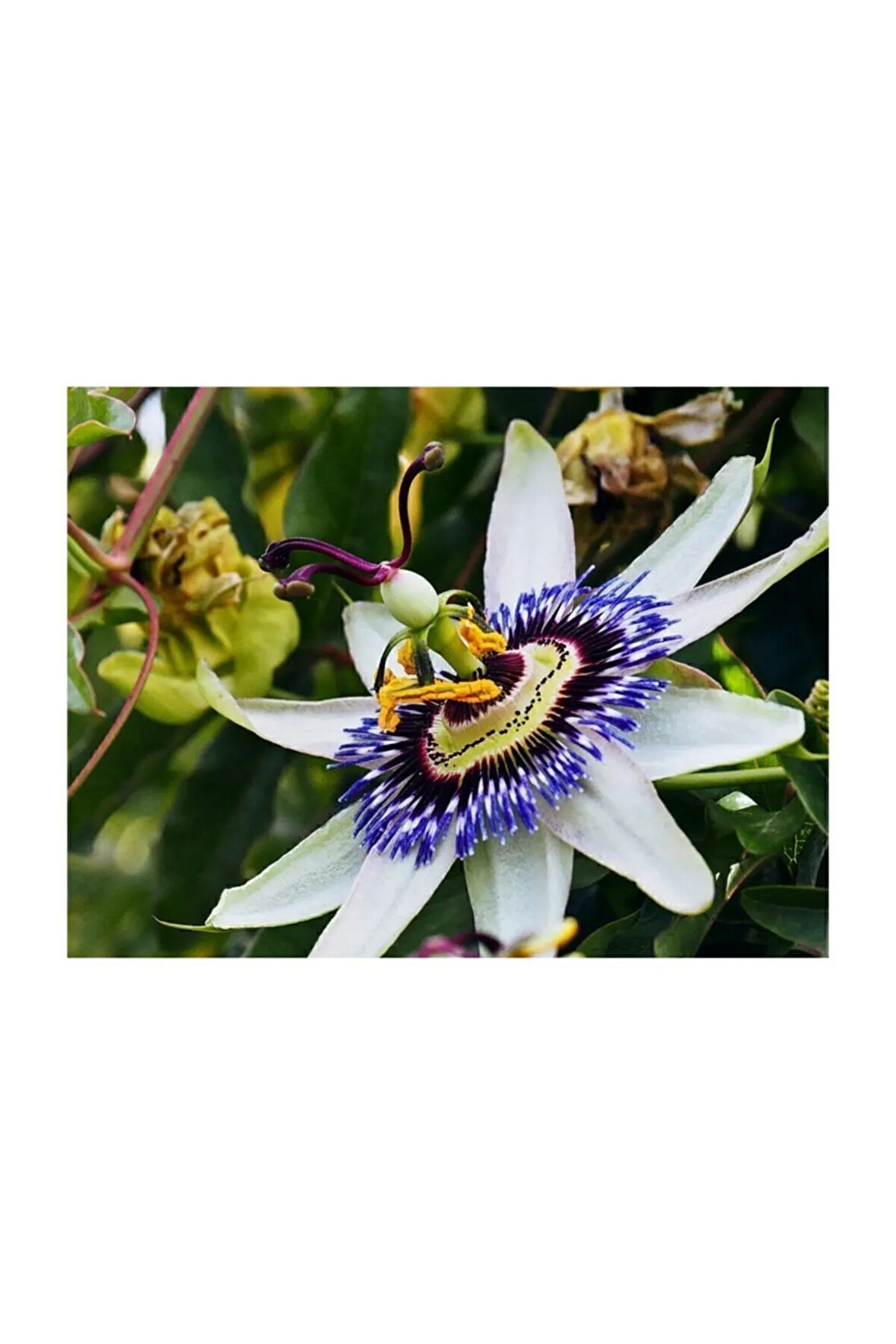 Passiflora Tohumu 3 Adet Tohum Pasiflora Saat Çiçeği