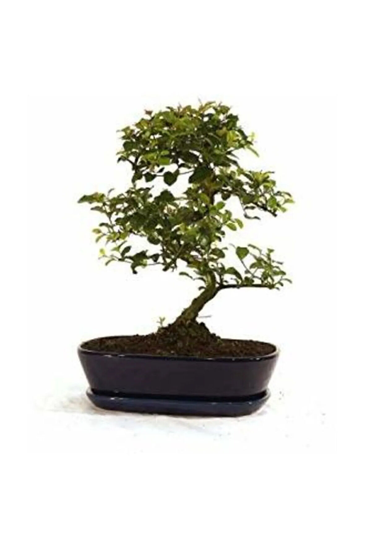 Mor Tesbih Bonzai Ağacı Tohumu 5 Adet Bonsai Ağacı Tohumu
