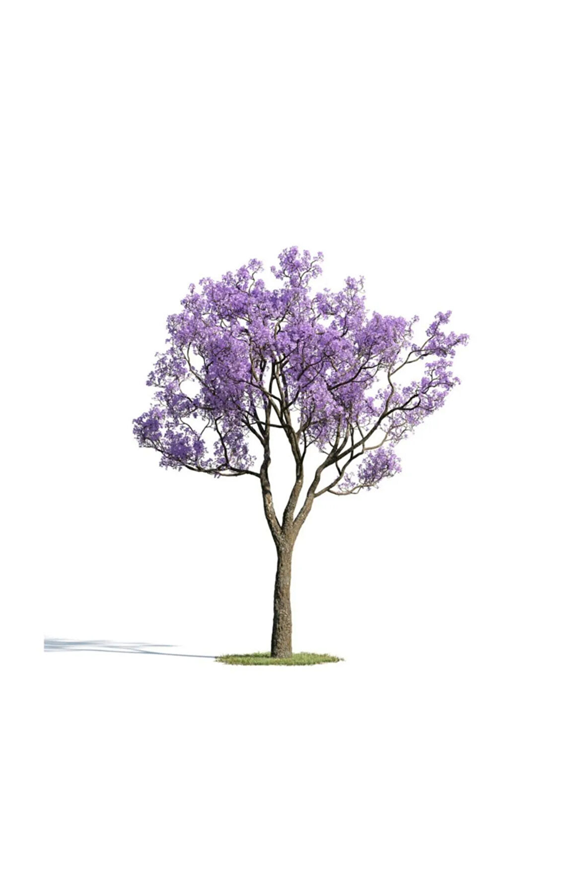 Nadir Jakaranda Ağacı Tohumu 100 Adet Tohum Jacaranda Mimosifolia
