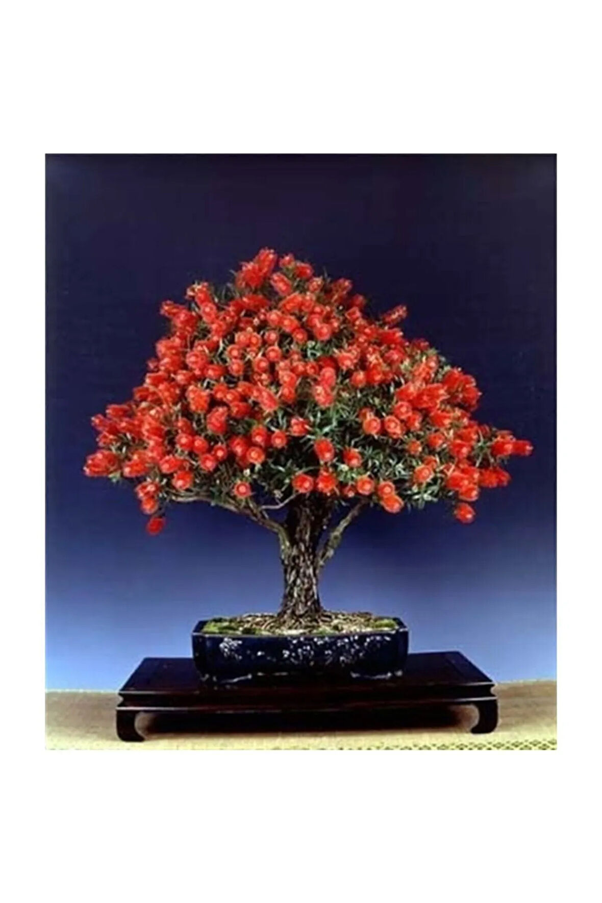 Bodur Callistemon Karadut Bonzai Ağacı Tohumu 25 Adet Bonsai Ağacı Tohumu