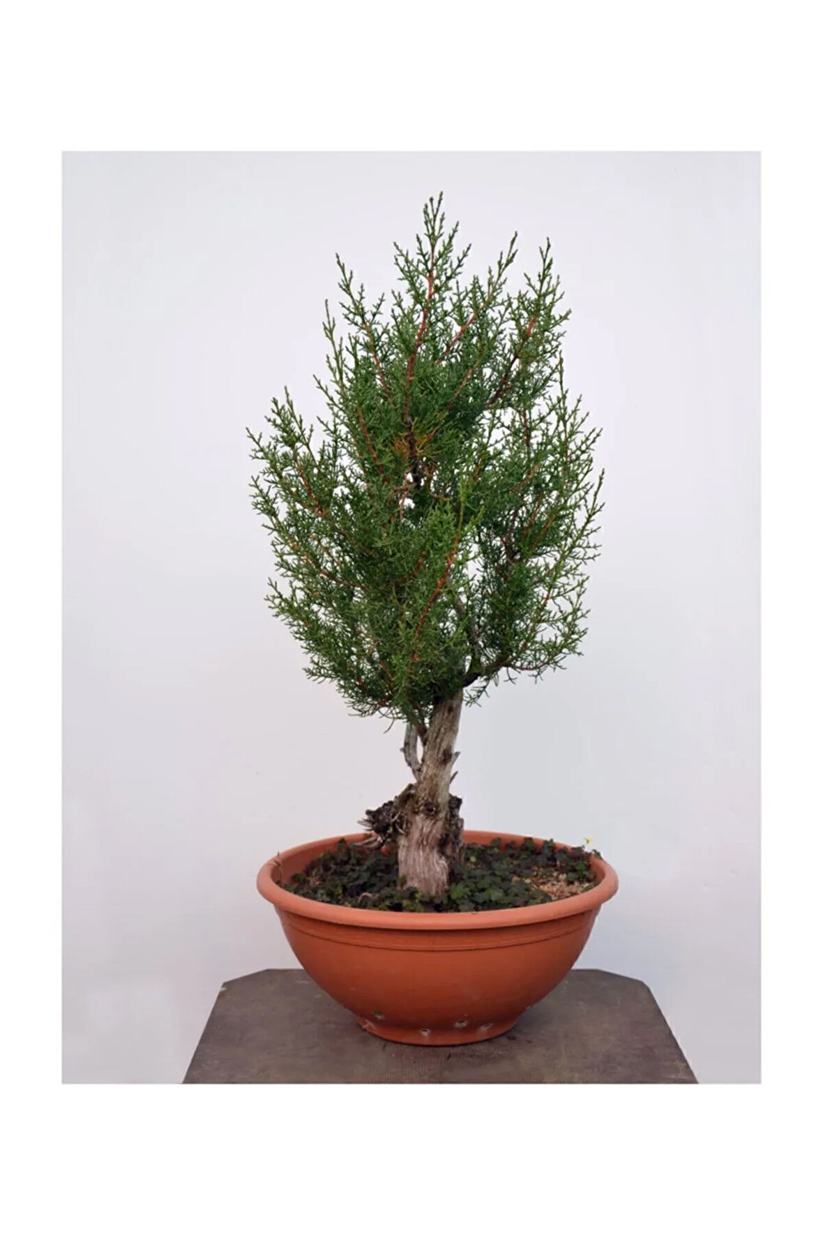 Bodur Cupressus Bonzai Ağacı Tohumu 5 Adet Tohum Bonsai Ağacı Tohumu