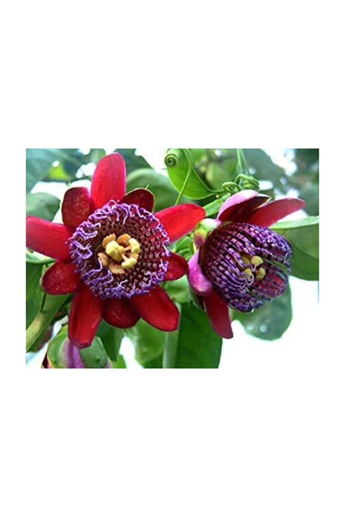 Nadir İthal Passiflora Tohumu 3 Adet Tohum Quadrangularis Pasiflora Tohumu