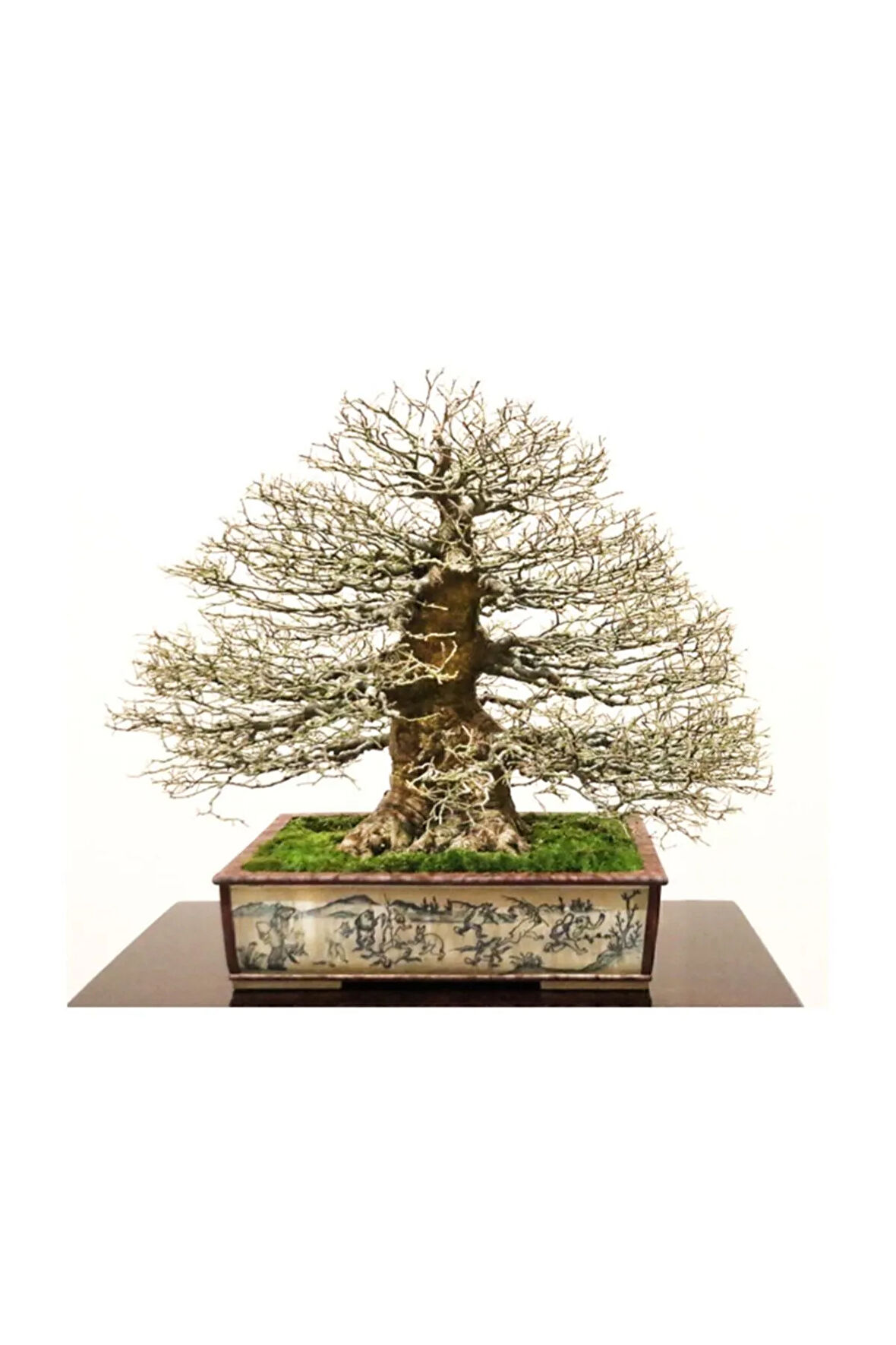 Bodur Enkianthus Bonzai Ağacı Tohumu 5 Adet Tohum Bonsai Ağacı Tohumu