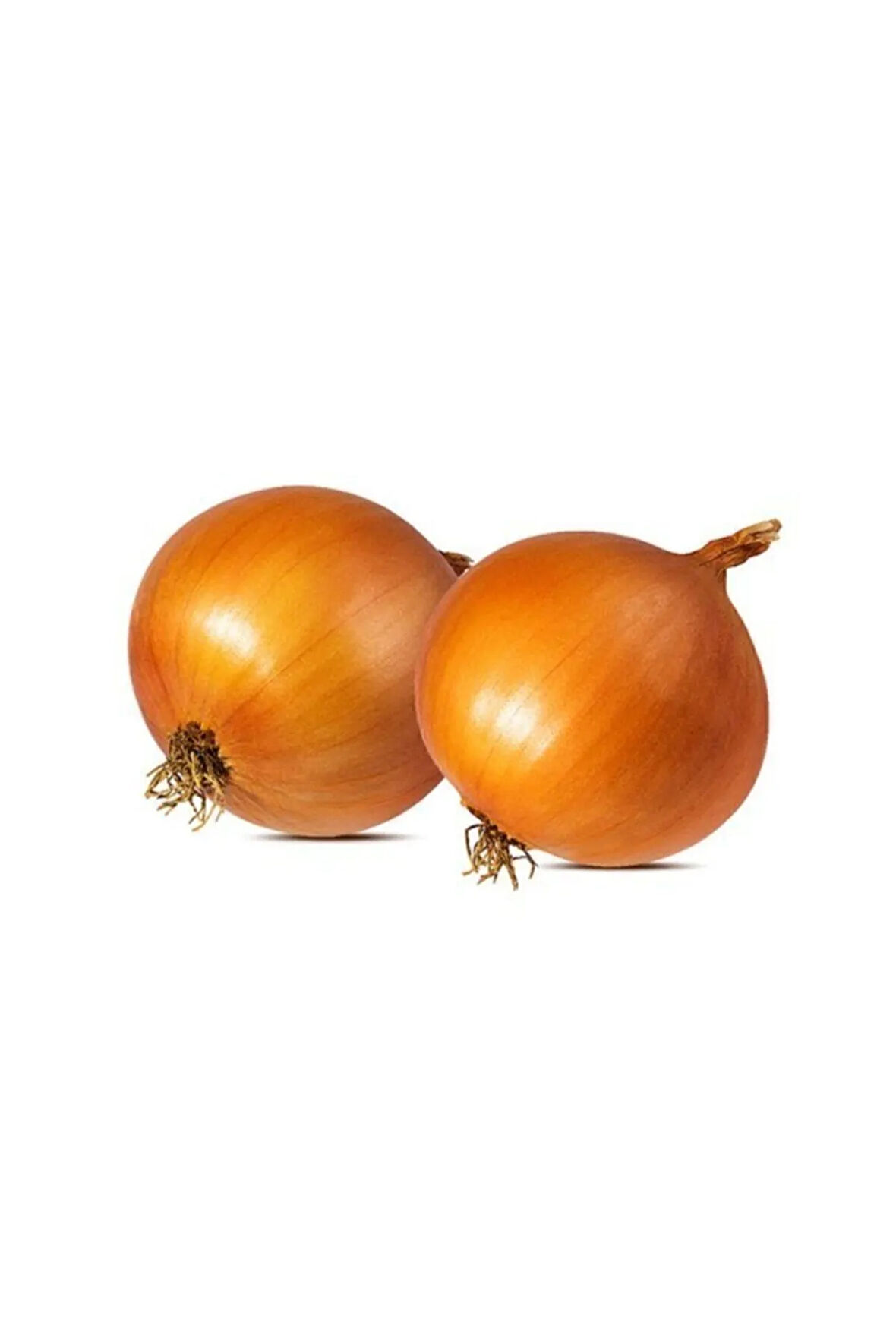 Eko Paket 1000 Adet Tohum İthal Kışlık Soğan Tohumu