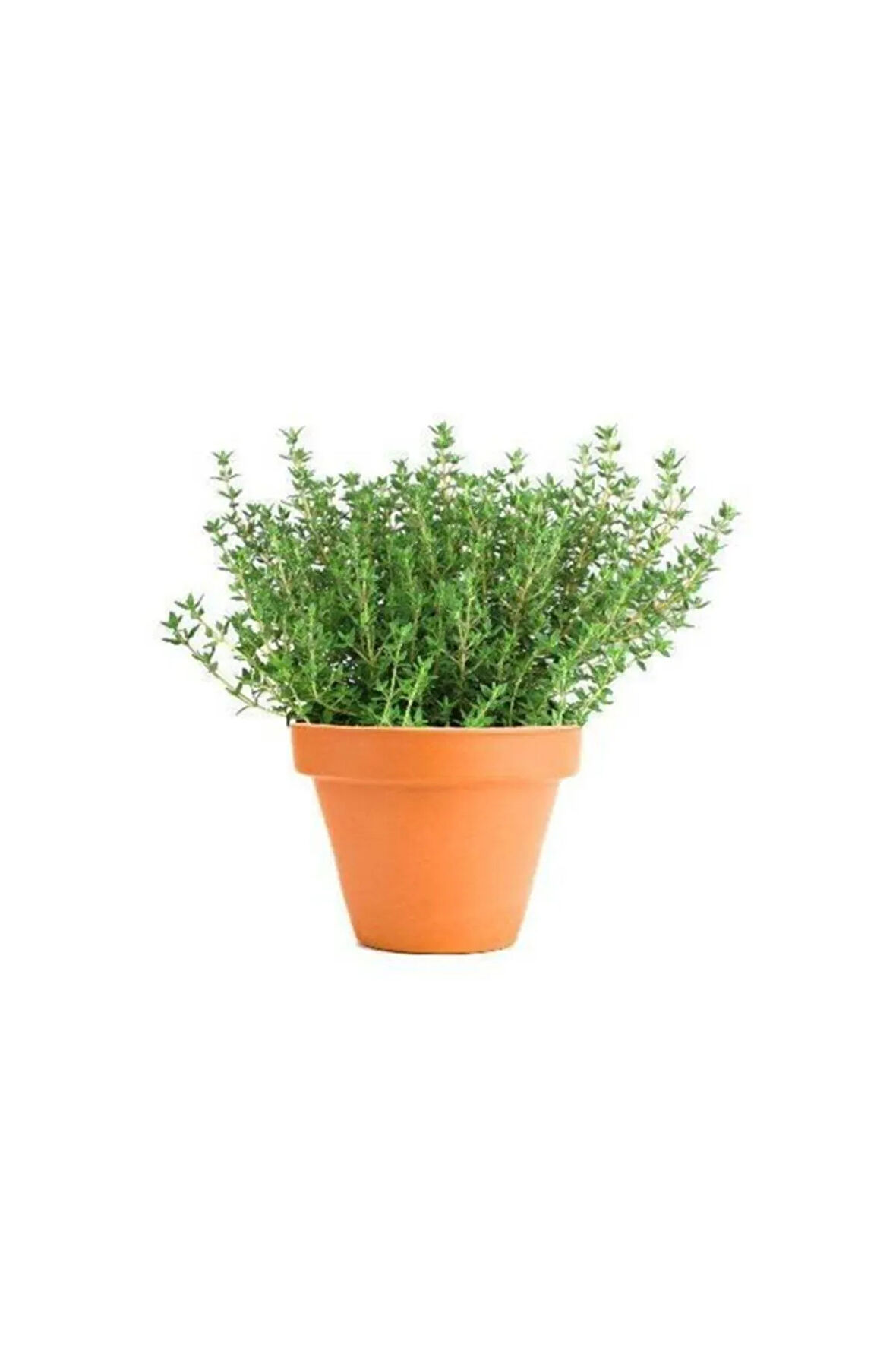 Eko Paket 250 Adet Tohum Aromatik Dağ Kekiği Tohumu Kekik Tohumu