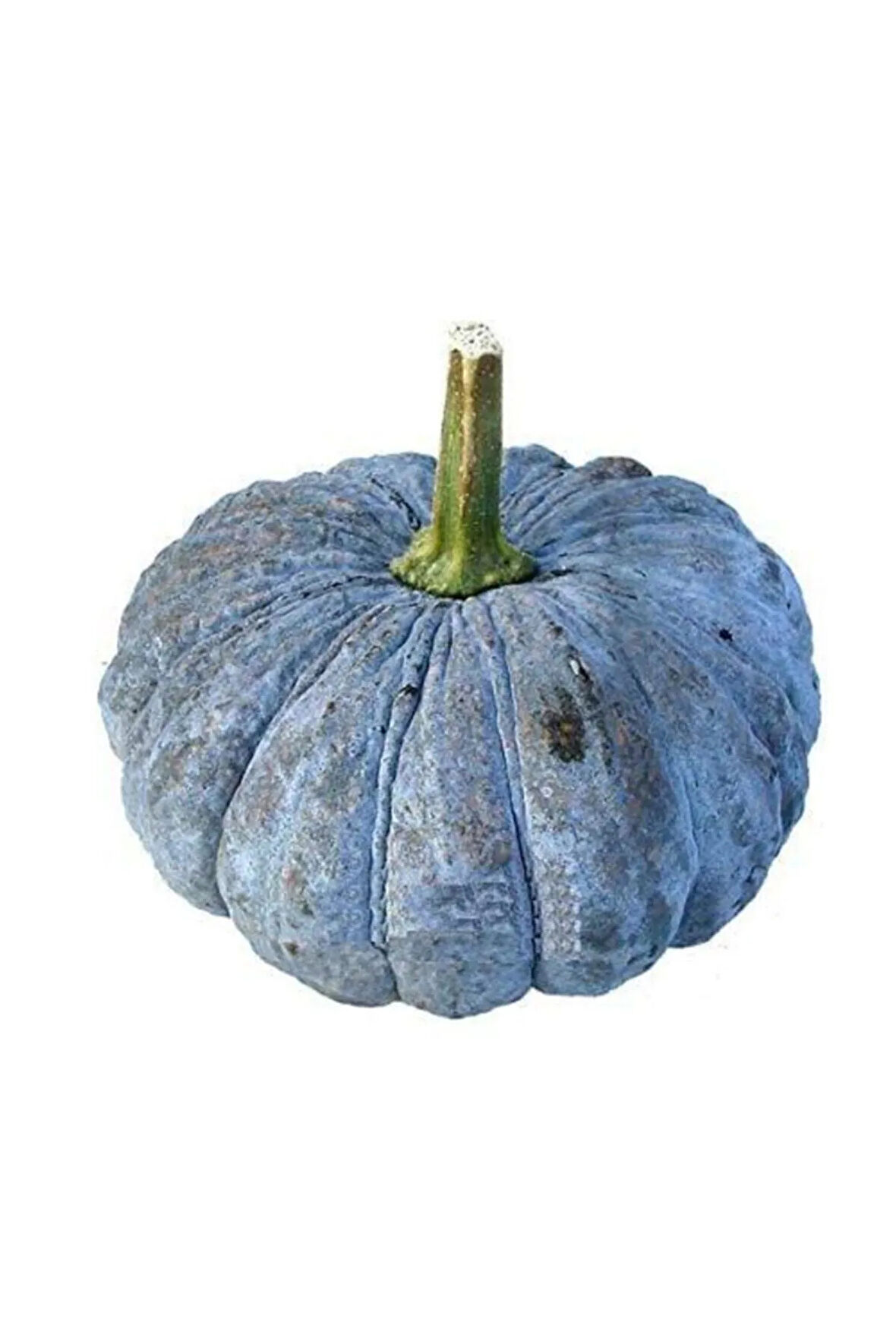 Eko Paket 50 Adet Tohum İthal Thailand Bal Kabağı Tohumu Kabak Tohumu