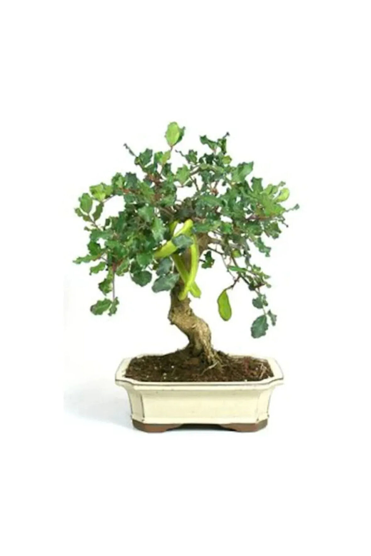 Bodur Keçi Boynuzu Bonzai Ağacı Tohumu 5 Adet Bonsai Ağacı Tohumu