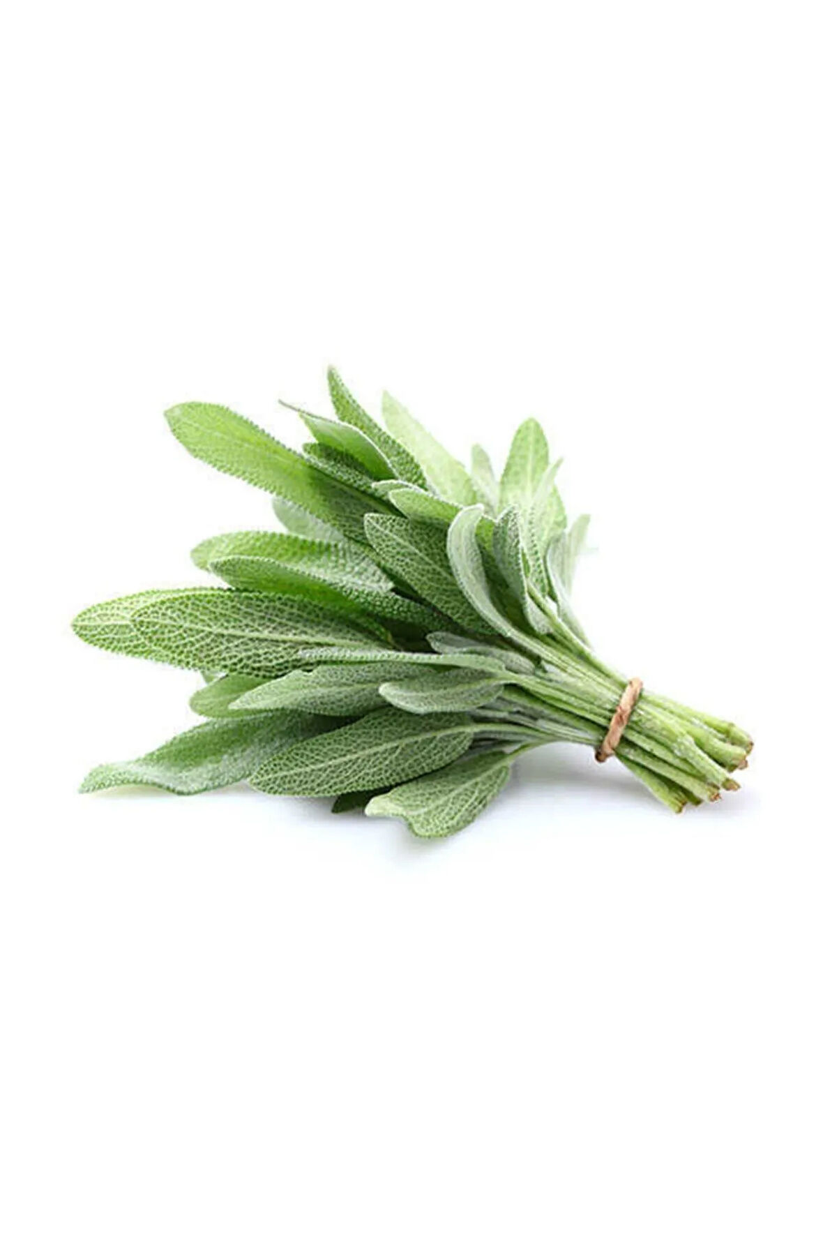 Süper Paket 200 Adet Tohum Nadir Ada Çayı Tohumu Dağ Çayı Dağçayı Tohumu