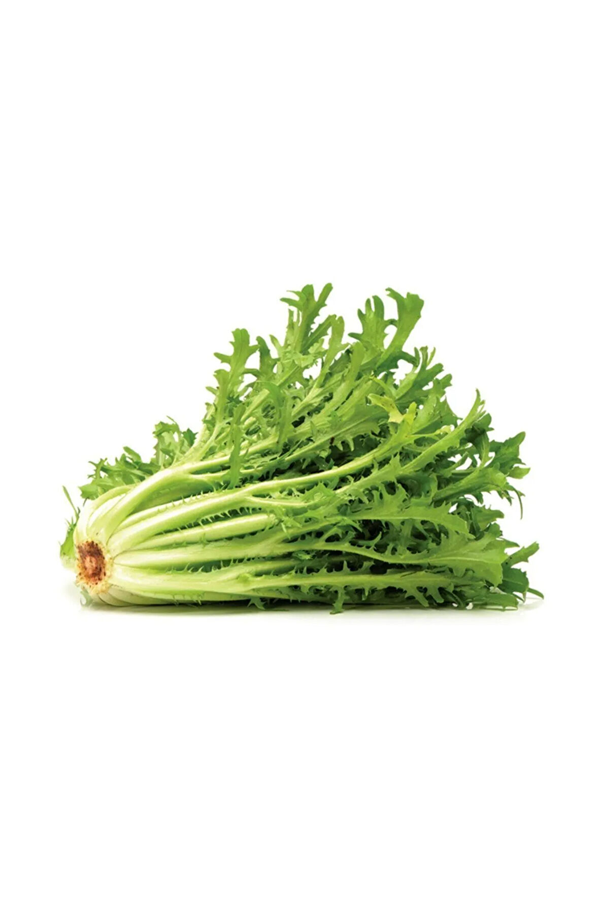 Süper Paket 2000 Adet Tohum Geleneksel Nadir Hindibağ Tohumu Hindiba