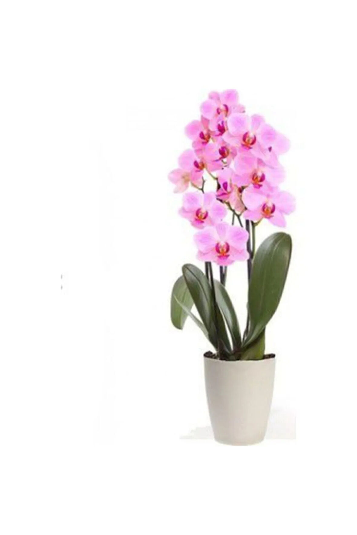 Nadir Ithal Pembe Orkide Tohumu Ekim Seti 5 Tohum Çiçek Tohumu Saksı Toprak Kombin