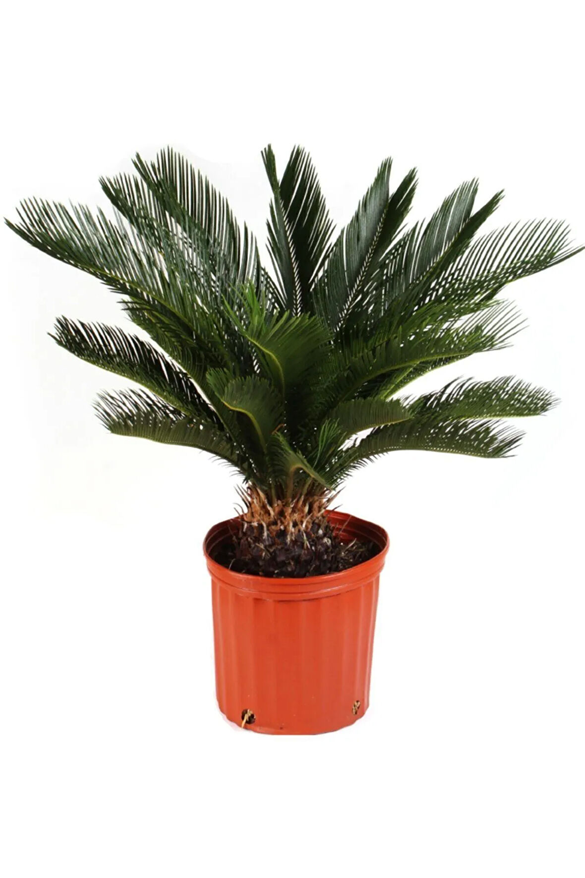 Ithal Nadir Cycas Sikas Revoluta Tohumu Süs Ağacı Tohumu 6 Dev Tohum