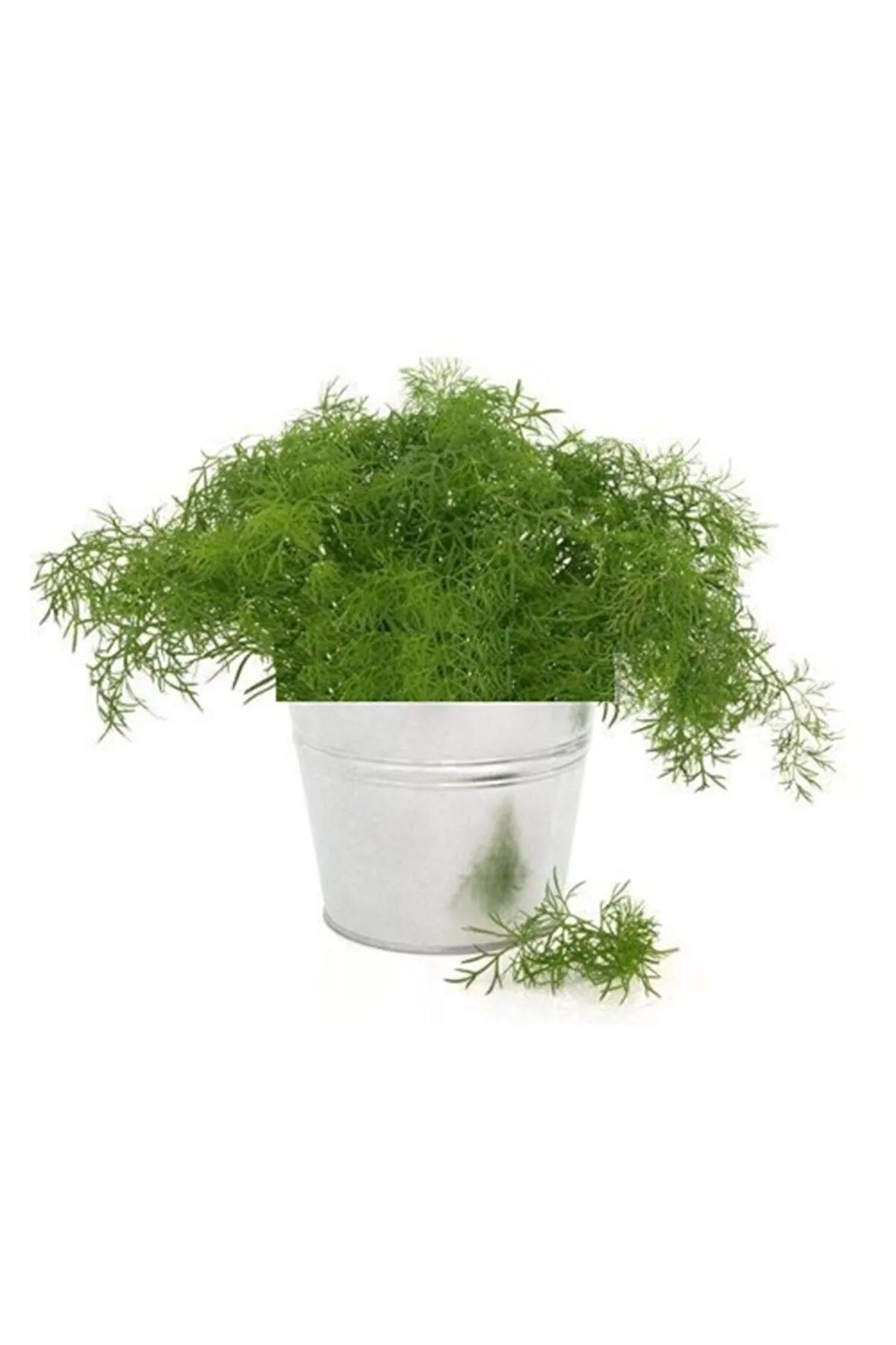 Dereotu Tohumu Ekim Seti Dere Otu Tohumu 100 Tohum Saksı Toprak Kombin