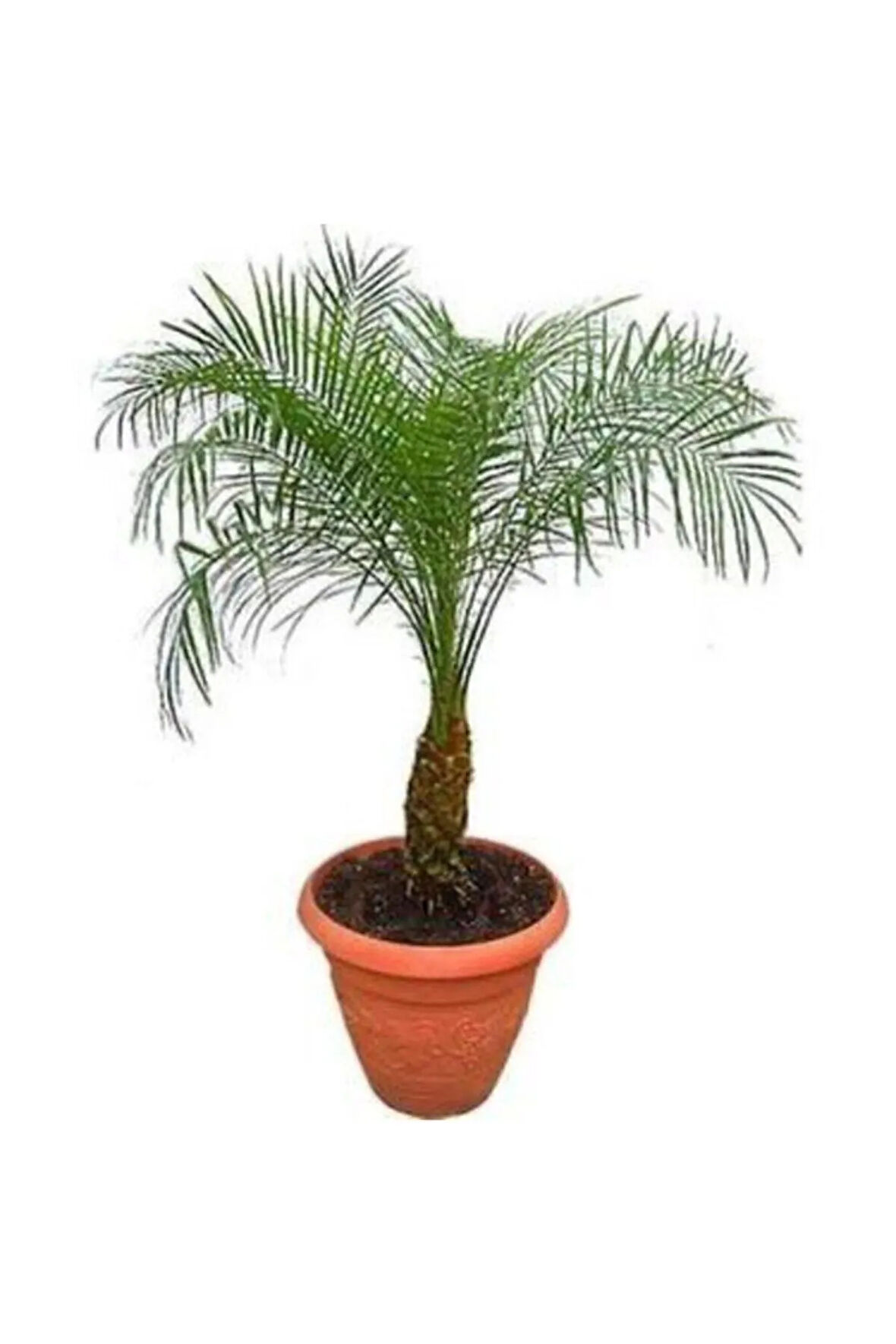 Coccos Plumosa Hindistan Cevizi Ağacı Tohumu Ekim Seti 3 Tohum Saksı Toprak Kombin