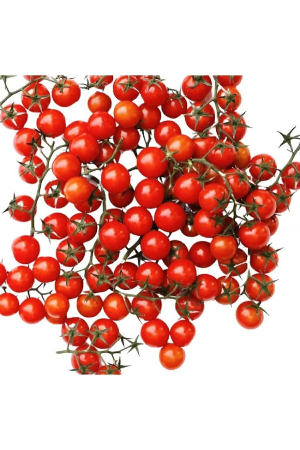 Nadir Ithal Cherry Minik Bezelye Domates Tohumu Ekim Seti 10 Tohum Saksı Toprak