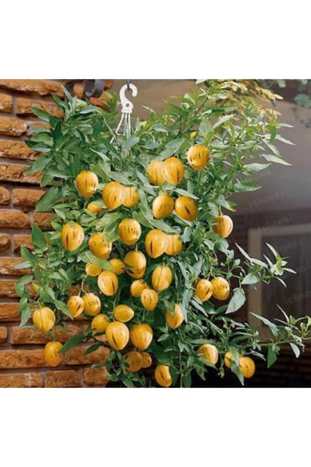 Nadir Ithal Saksılık Pepino Meyvesi Tohumu Ekim Seti 5 Tohum Pepino Tohumu Saksı Toprak Kombin