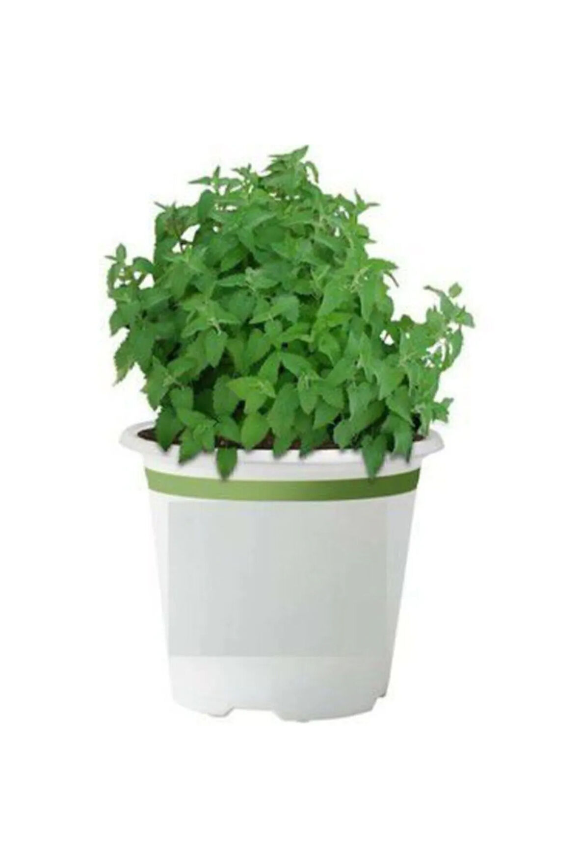 Isırgan Otu Tohumu Ekim Seti 50 Tohumu Isırganotu Tohumu Saksı Toprak Kombin