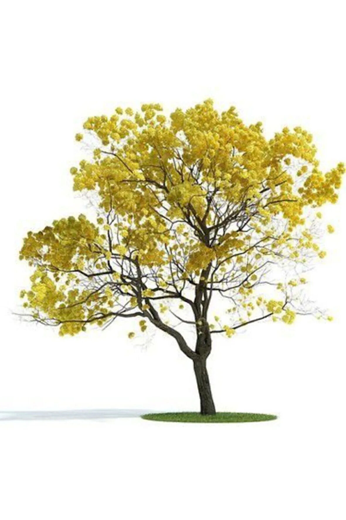 Tabebuia Ağacı Tohumu Ekim Seti 5 Tohum Saks Toprak Kombin